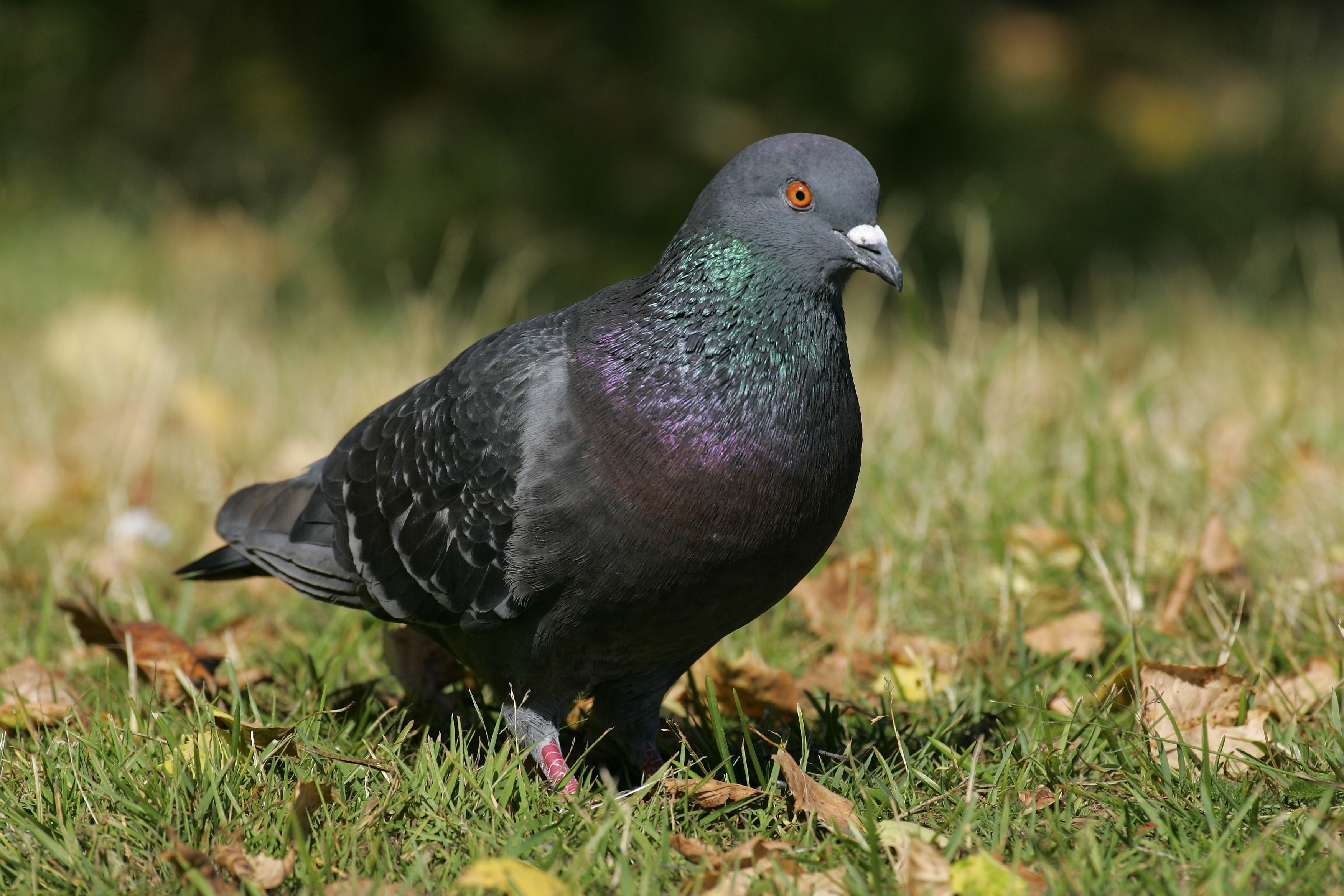 Eine Stadttaube | Quelle: Getty Images
