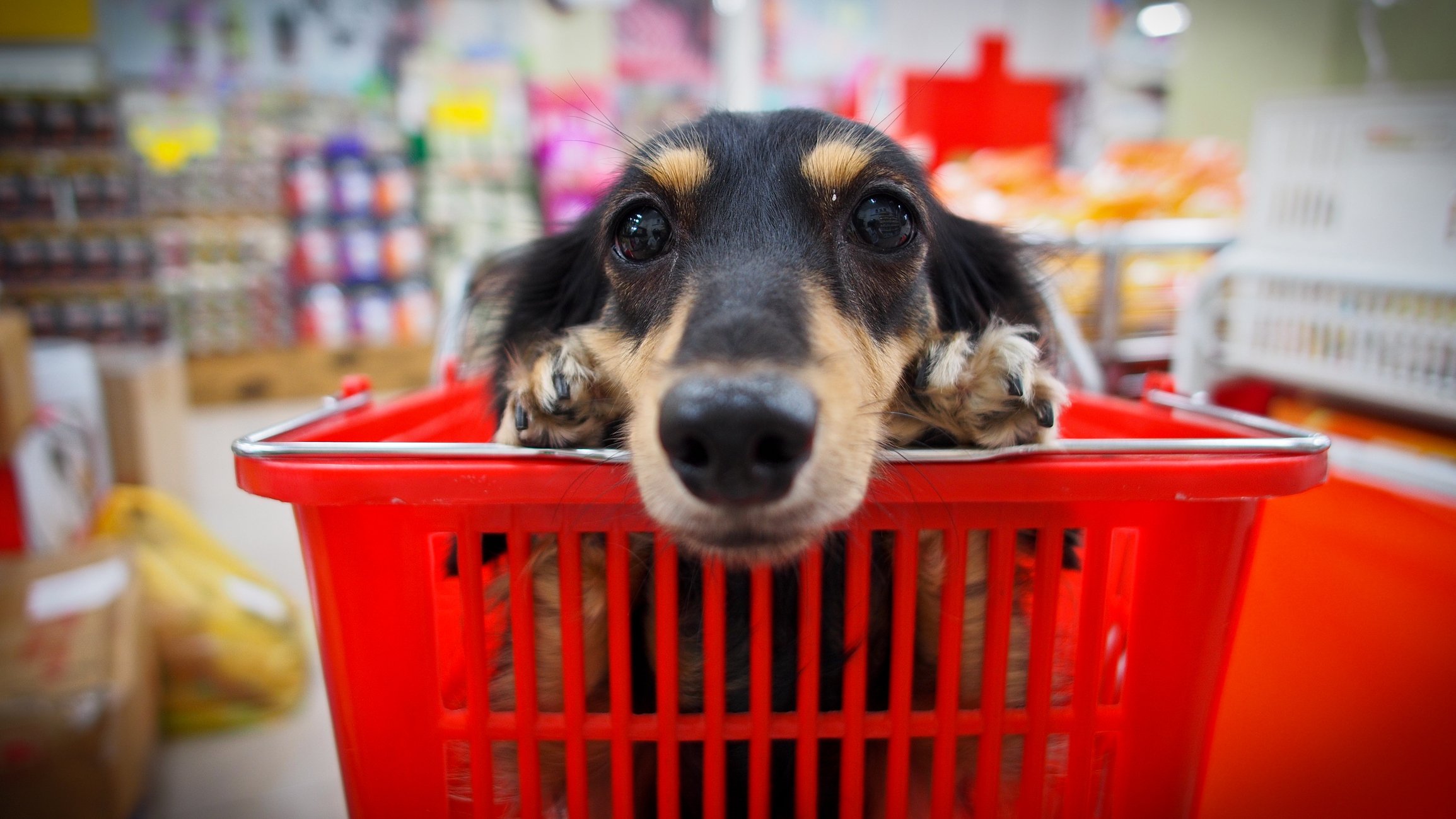 Nahaufnahme des Hundes, der im Korb sitzt. | Quelle: Getty Images
