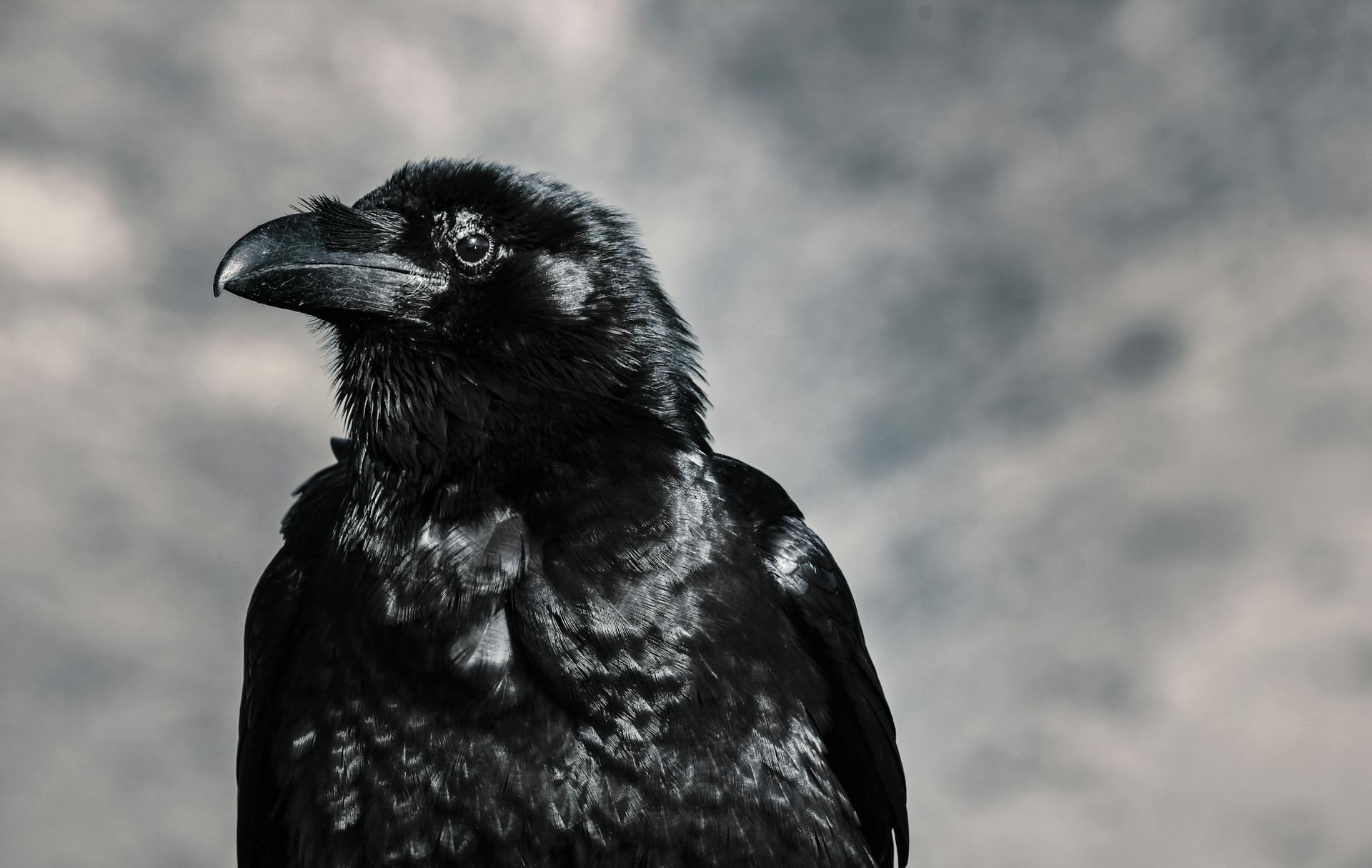 Eine schwarze Krähe | Quelle: Pexels