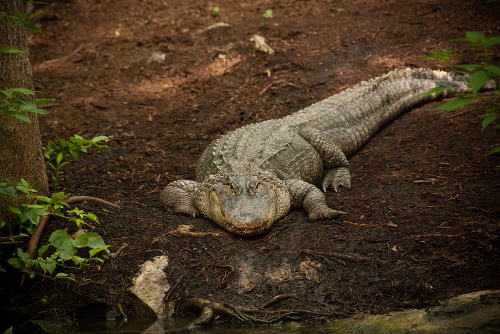Ein Aligator im Zoo. | Quelle: Shutterstock