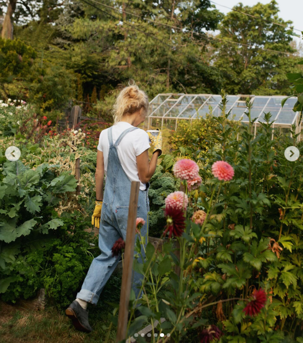 Pamela Anderson geht an blühenden rosa Dahlien und üppigen Beeten vorbei in Richtung ihres Gewächshauses auf dem Anwesen. Sie hält eine warme Tasse in der Hand und trägt eine Jeanslatzhose, ein weißes T-Shirt und gelbe Gartenhandschuhe mit Blumenmuster. Das Foto hinter den Kulissen aus „Pamela’s Cooking with Love“ spiegelt ihre Leidenschaft für das „Farm-to-Table“-Leben auf Vancouver Island wider. In einem herzlichen Post an ihre Fans feiert sie ihr kulinarisches Projekt als „einen wahr gewordenen Traum“. | Quelle: Instagram/pamelaanderson