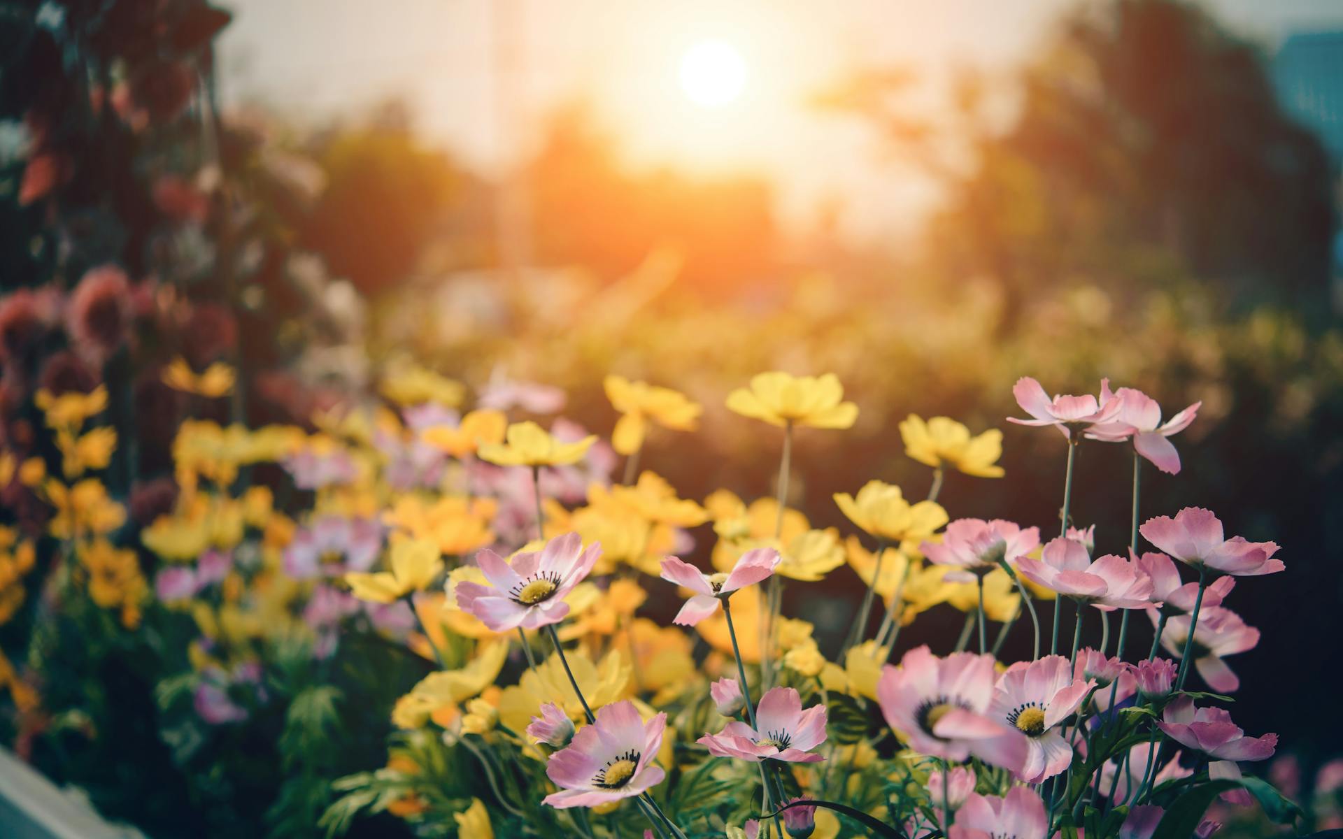 Flores desabrochando em um jardim | Fonte: Midjourney