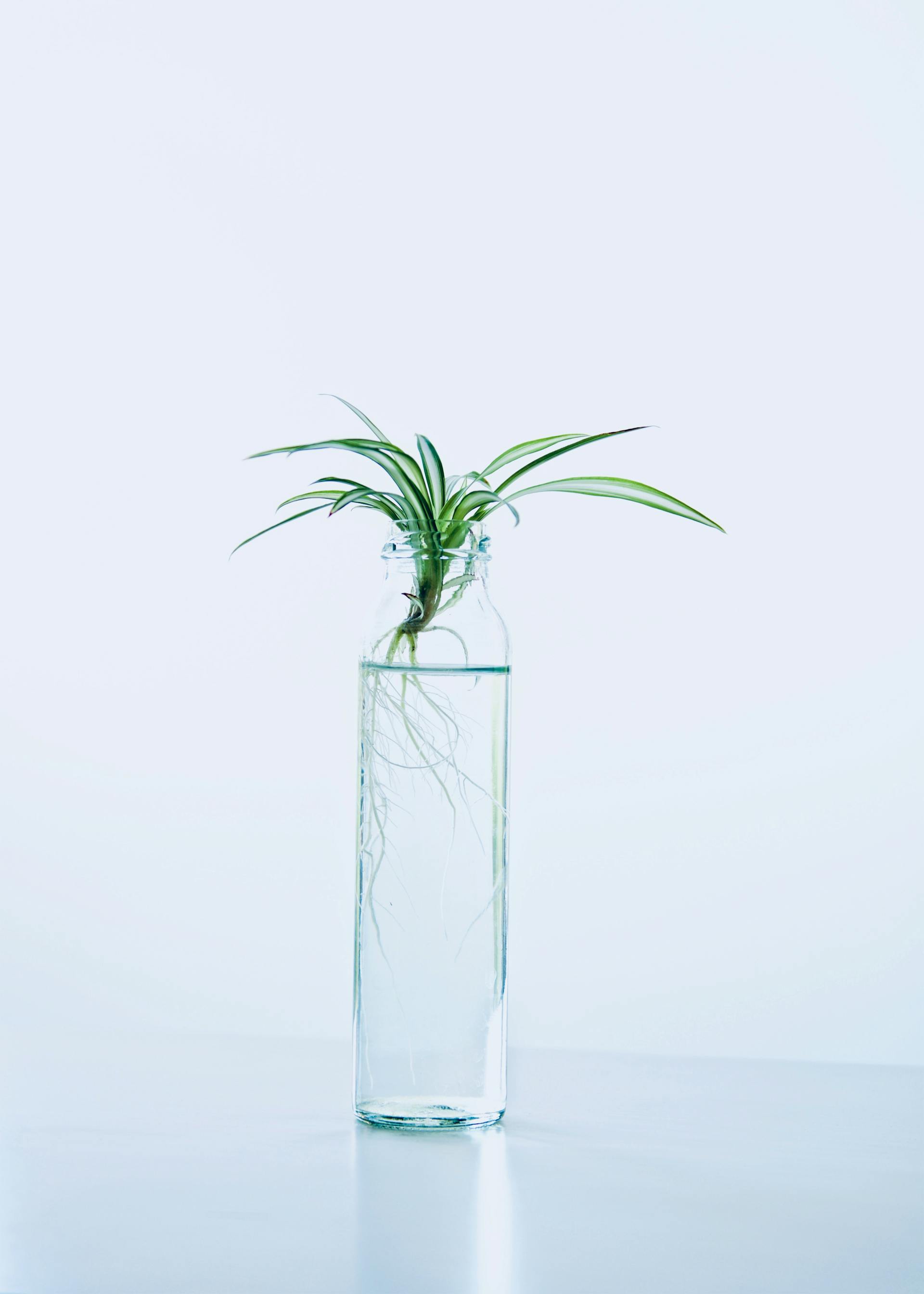Eine Grünpflanze in einer Glasflasche mit Wasser | Quelle: Pexels