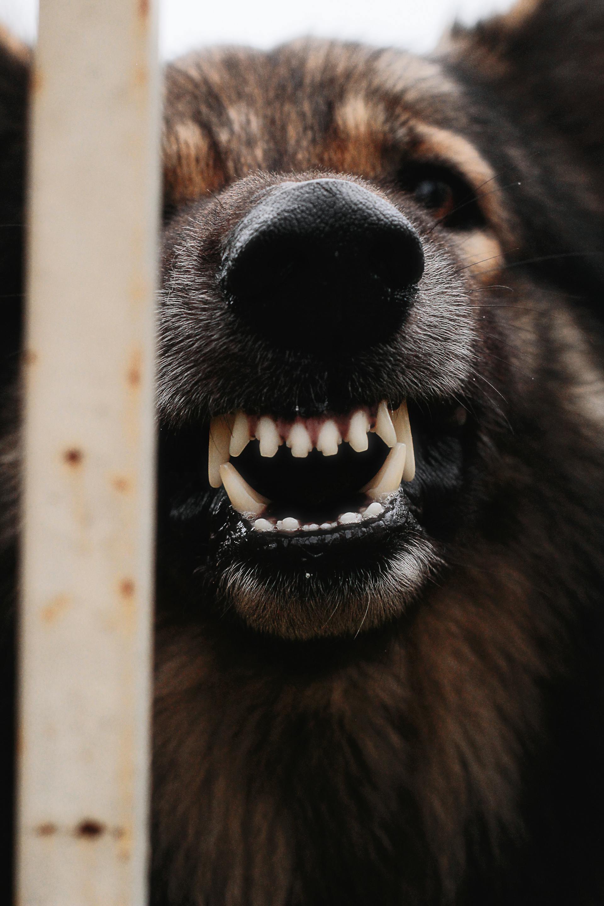 Ein Hund zeigt seine Zähne | Quelle: Pexels