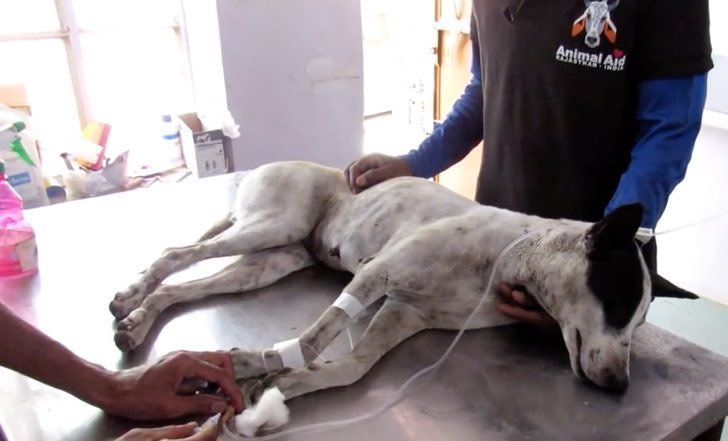 Quelle: Youtube/ Animal Aid Unlimited, India