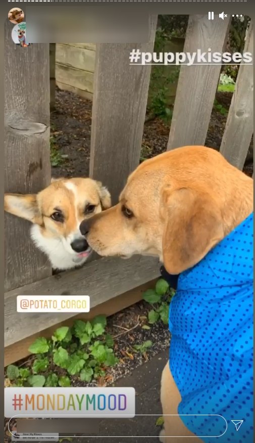 Screenshot der Instagram-Story mit der Hündin Potato, die einen anderen Hund begrüßt | Quelle: Instagram/potato_corgo