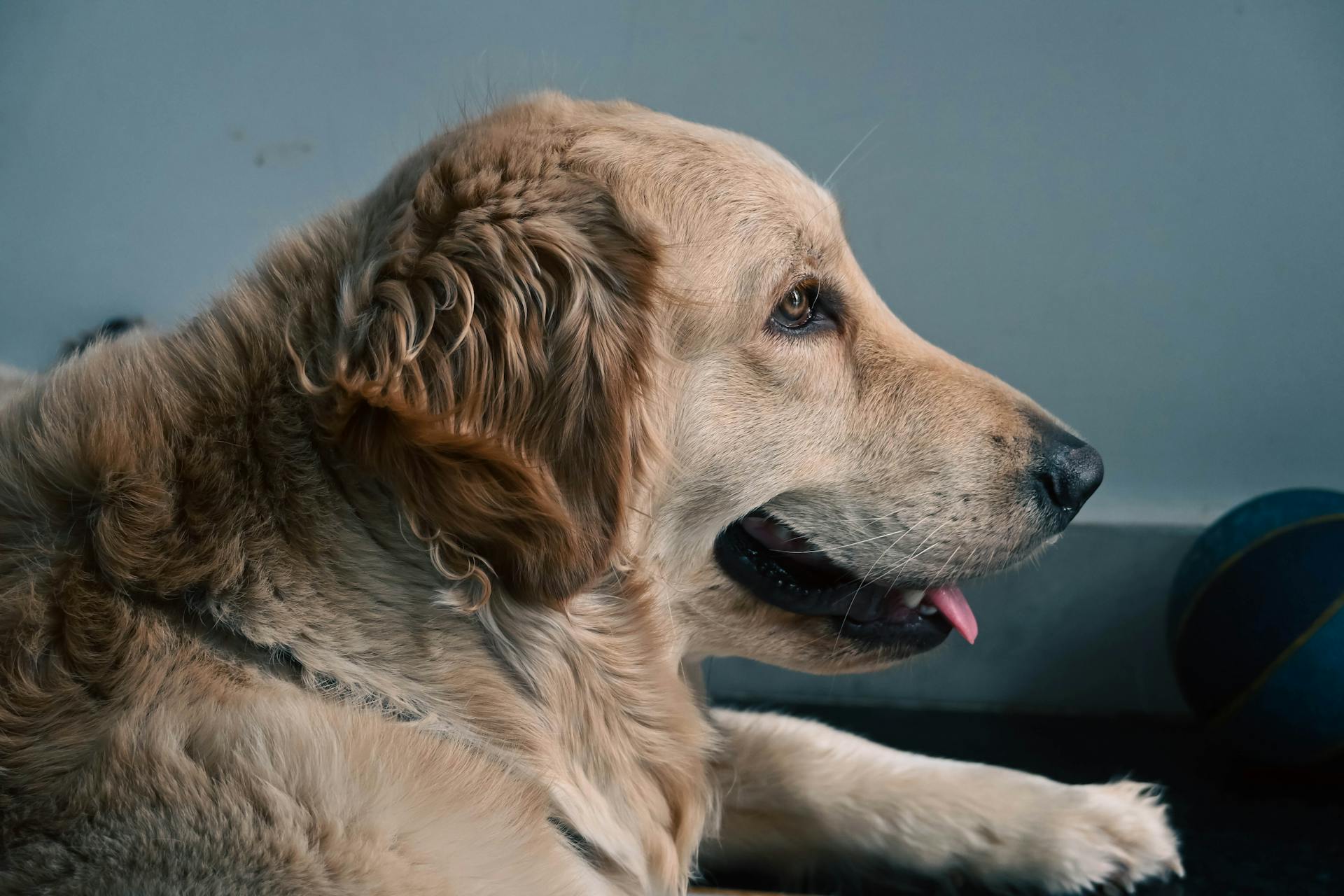 Ein Golden Retriever der hechelt | Quelle: Pexels