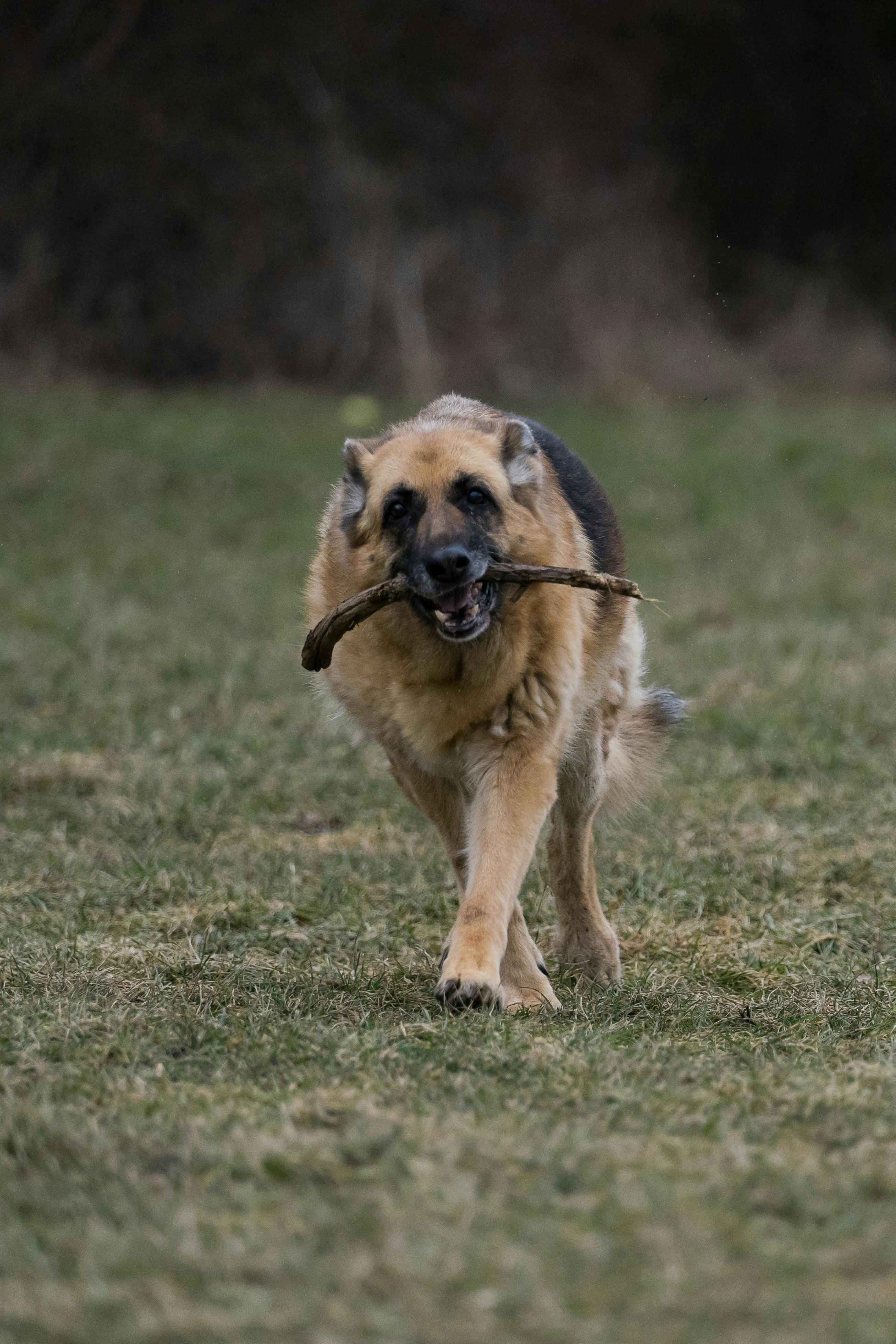 Ein Hund, der einen Stock trägt | Quelle: Pexels