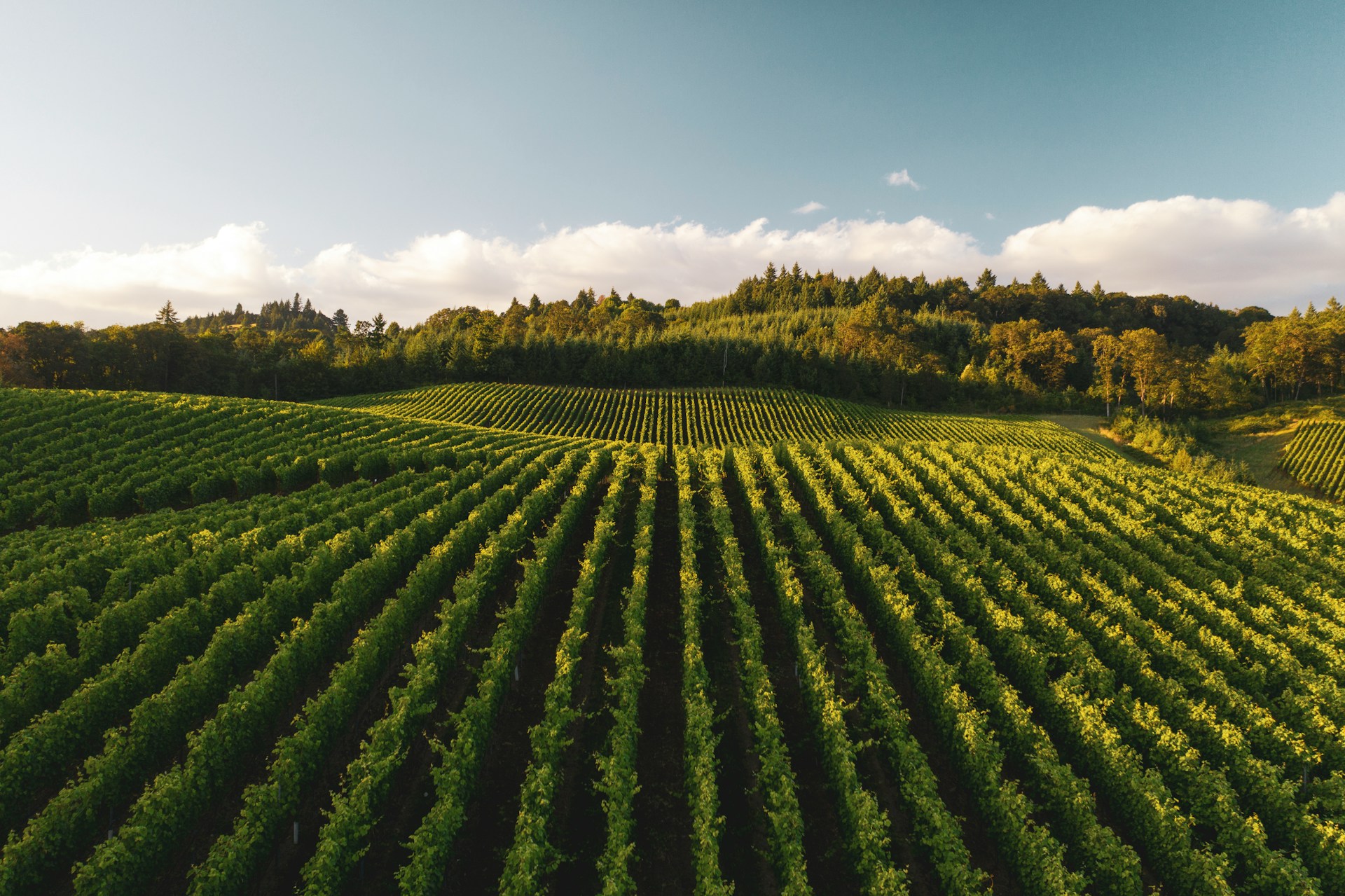 Ein Weinberg | Quelle: Unsplash