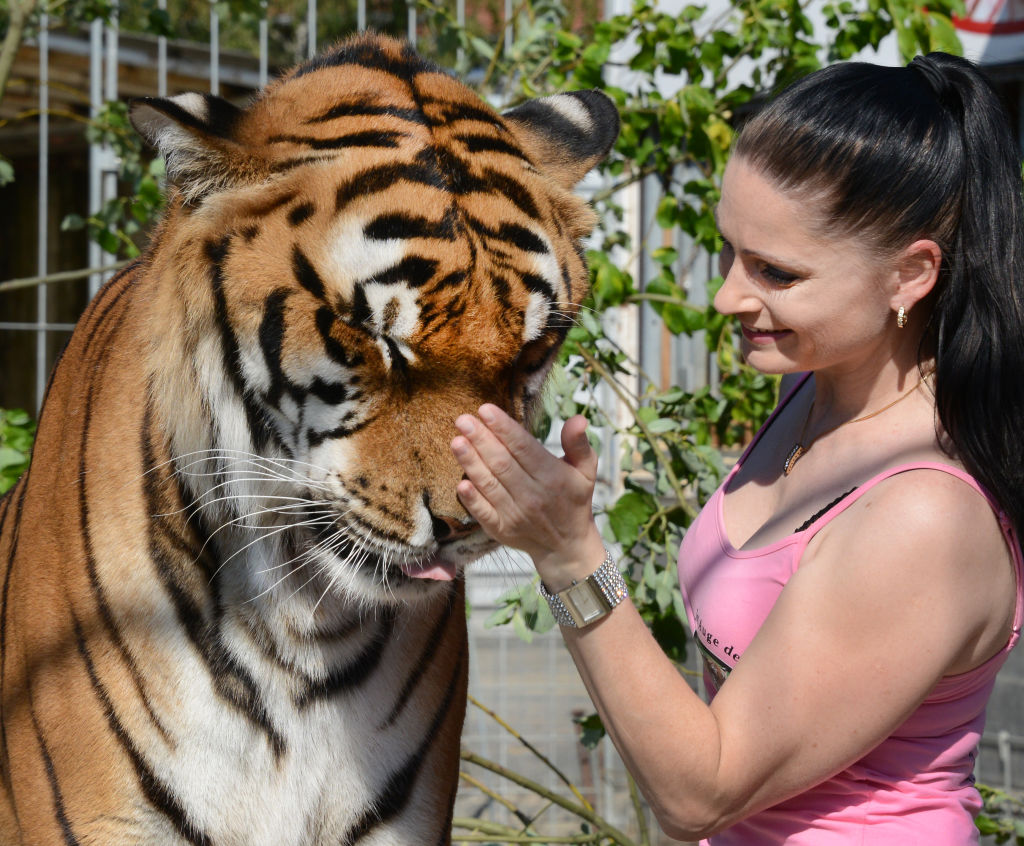 Die Tigerbändigerin Carmen Zander im engen Kontakt mit dem Bengal-Tiger Kiara in ihrem Sommerquartier in Seebenisch bei Leipzig, Deutschland, am 3. Juli 2014. | Quelle: Getty Images