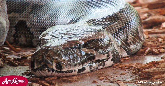 Indonesische Frau wurde von einem 701 cm großen Python verschluckt