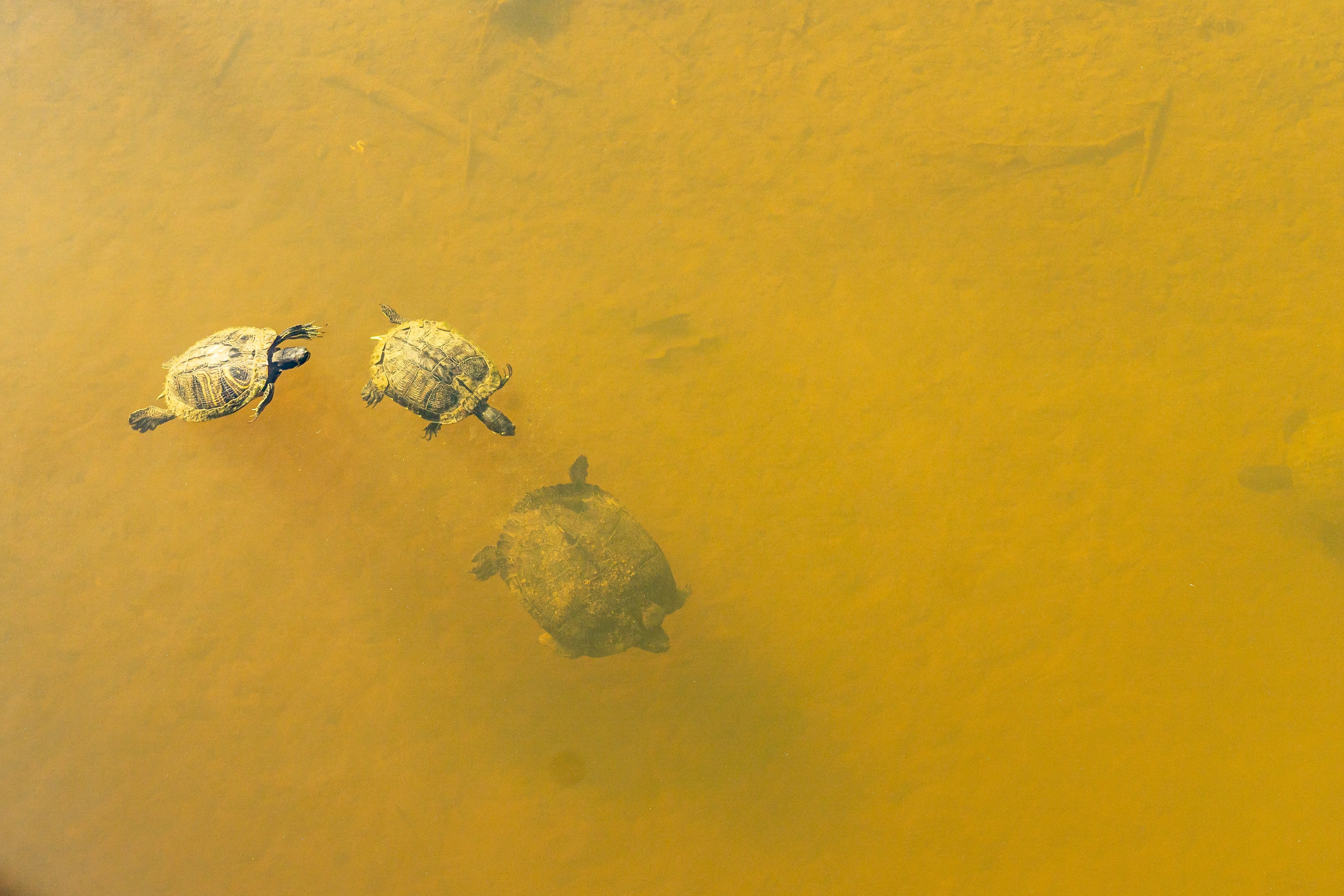 Drei Schildkröten. | Quelle: Pexels/ScottYounkin