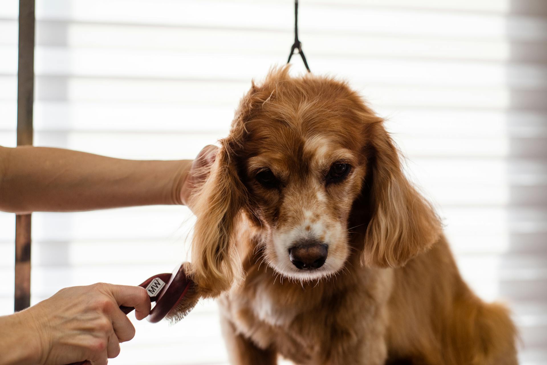 Ein Hundefrisör bürstet einen Hund | Quelle: Pexels