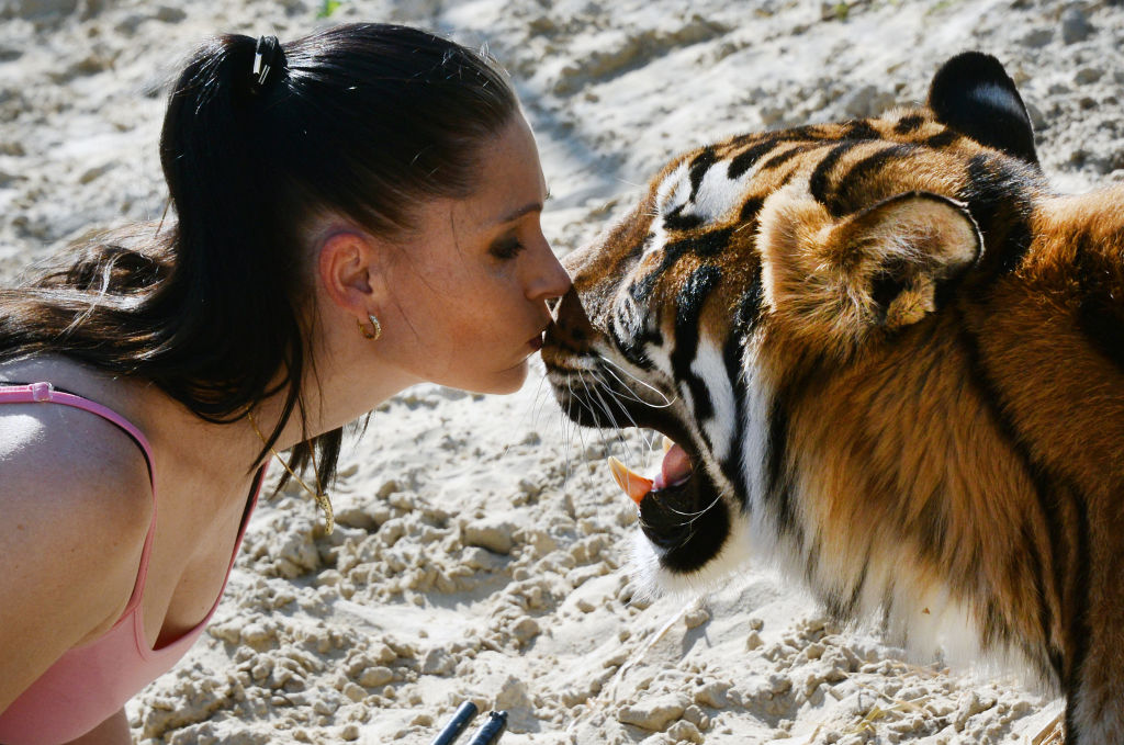 Die Tigerbändigerin Carmen Zander im engen Kontakt mit dem Bengal-Tiger Kiara in ihrem Sommerquartier in Seebenisch bei Leipzig, Deutschland, am 3. Juli 2014. | Quelle: Getty Images