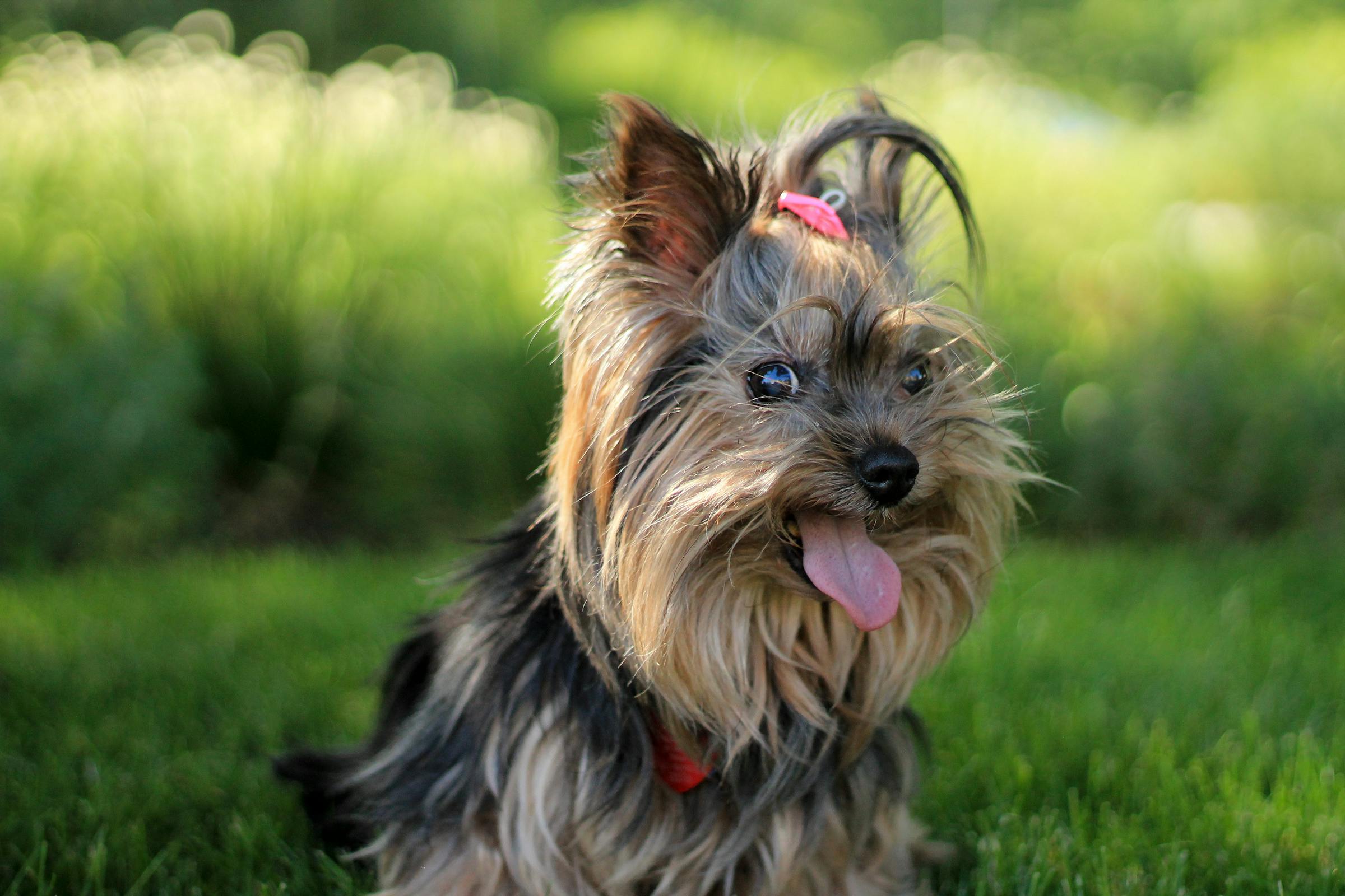 Ein Yorkshire Terrier mit heraushängender Zunge | Quelle: Pexels