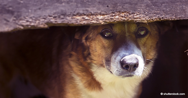 Geretteter Hund so ängstlich, dass er versucht, sich auf traurigen Fotos unsichtbar zu machen