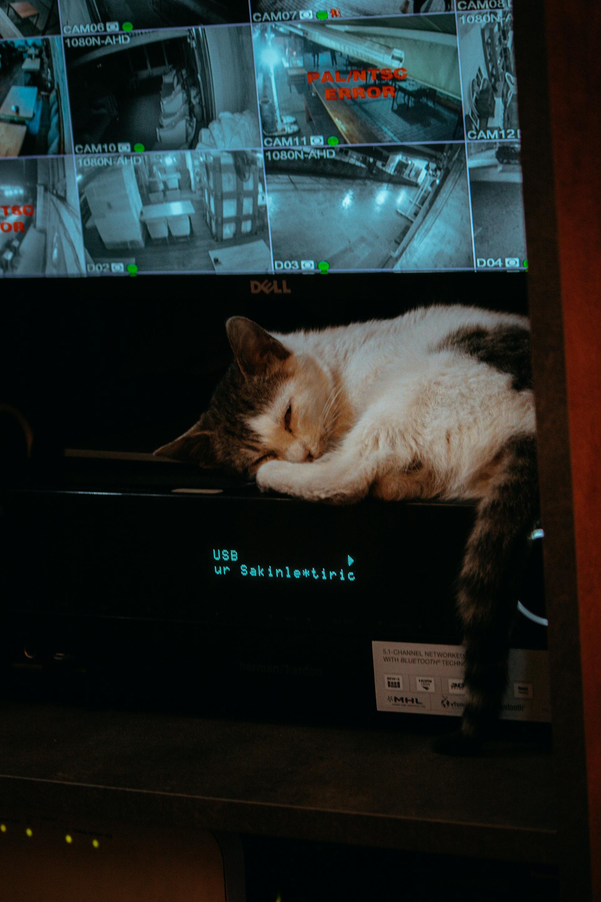 Eine Katze, die unter einem Bildschirm mit den Aufnahmen von Überwachungskameras schläft | Quelle: Pexels