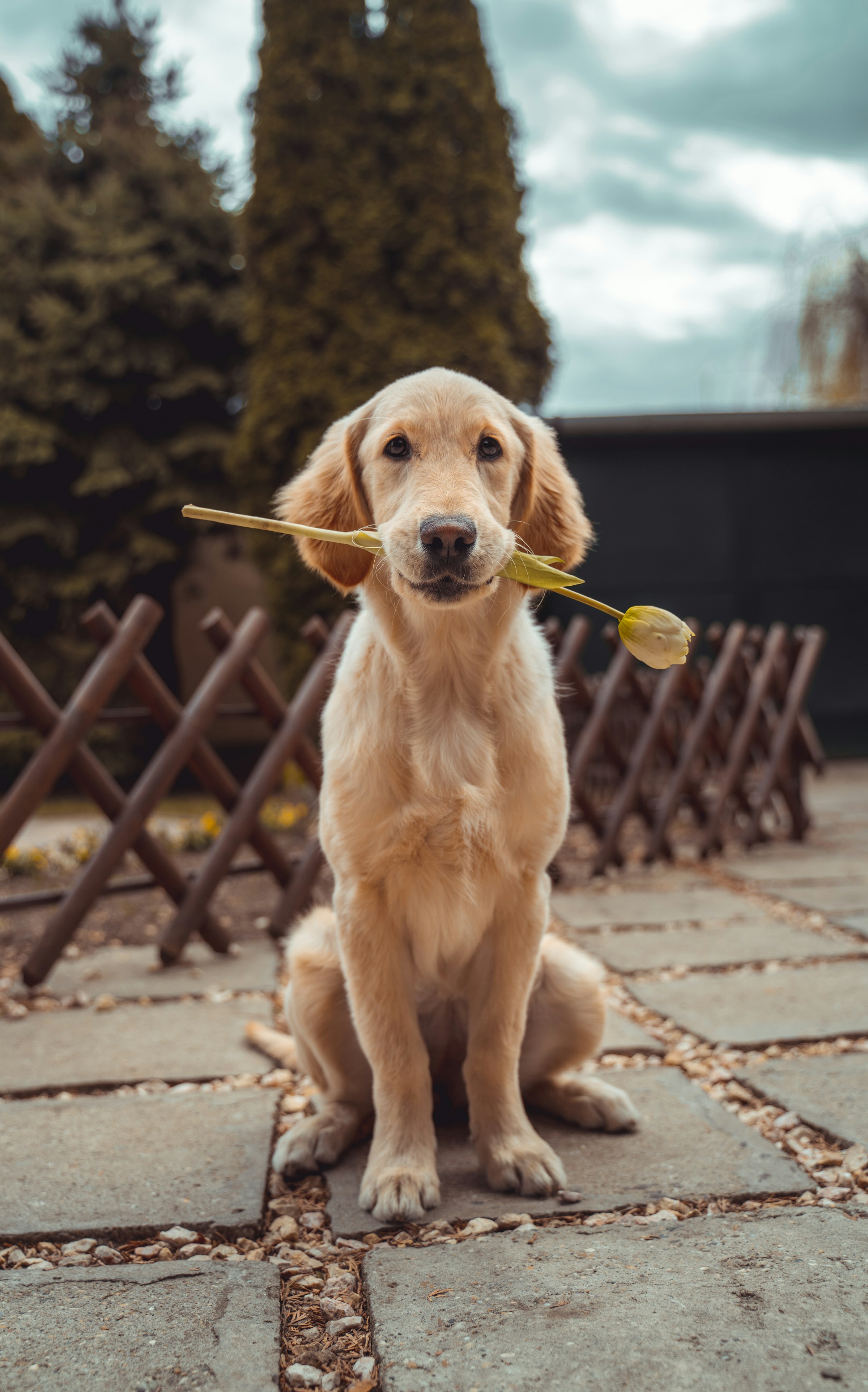 Ein Hund hält eine Blume | Quelle: Unsplash