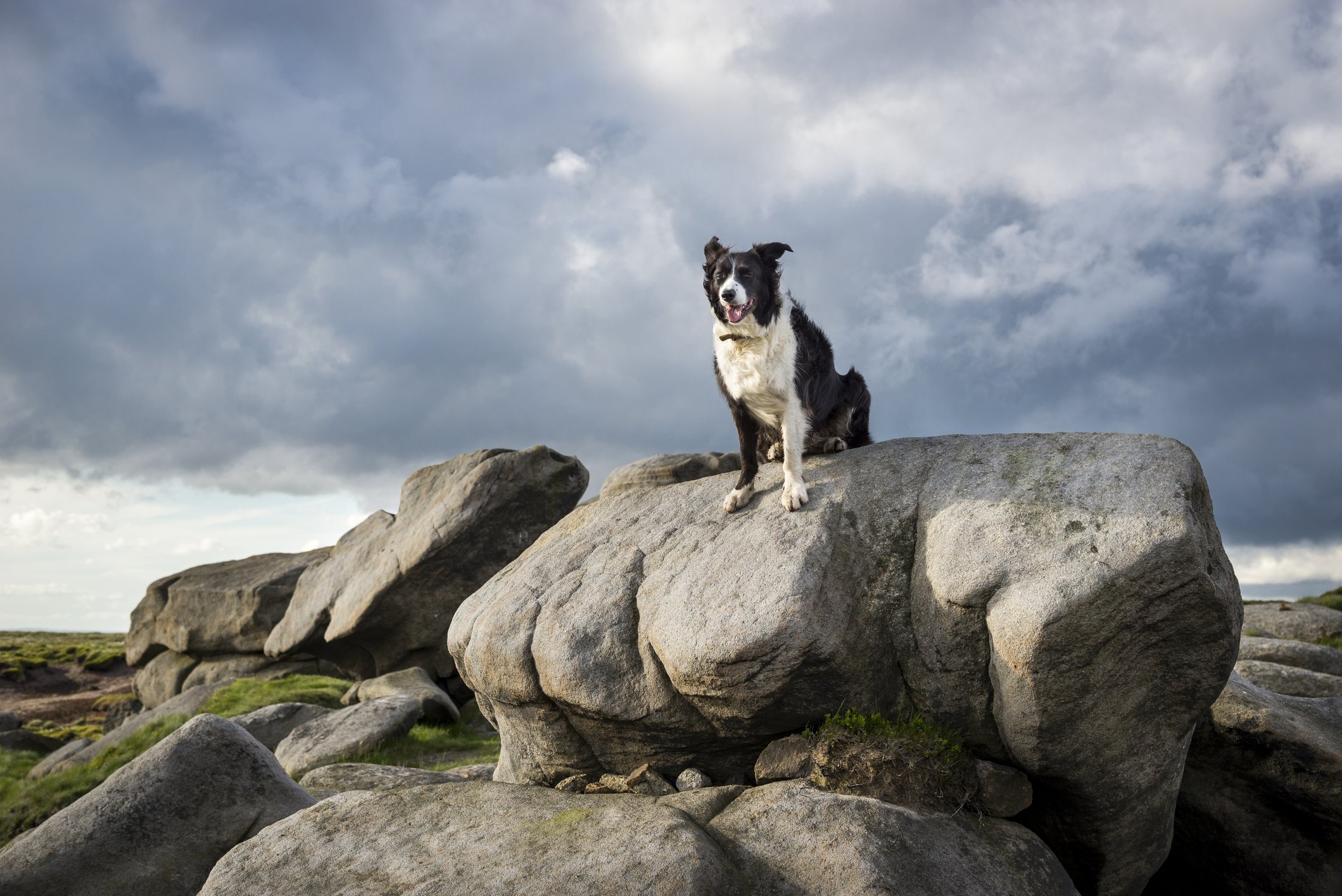 Ein Collie-Hund sitzt auf Kieselsteinen in Shelf Moor auf den Pennine-Hügeln im Norden Englands | Quelle: Getty Images