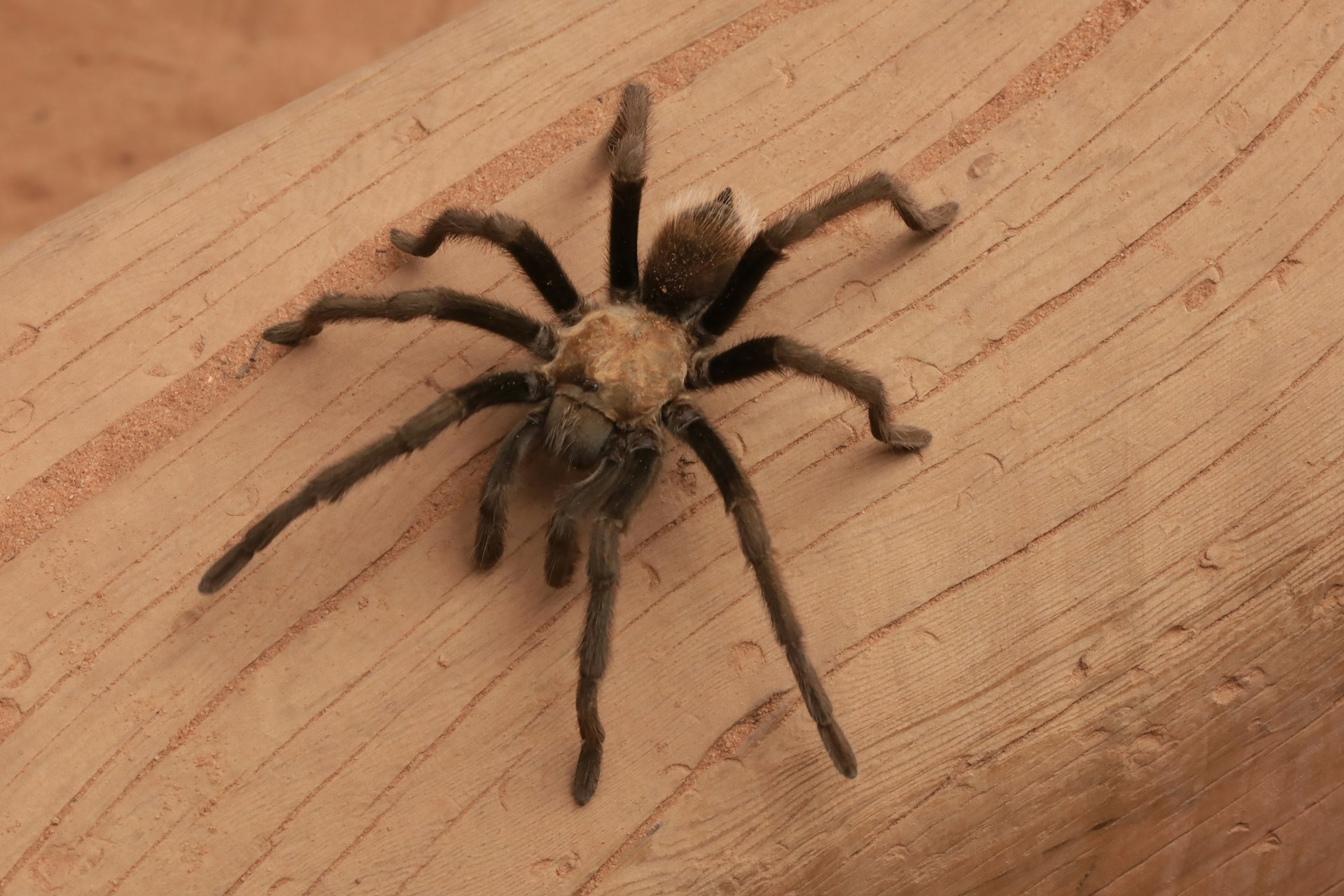 Eine Spinne auf einer Holzoberfläche | Quelle: Unsplash