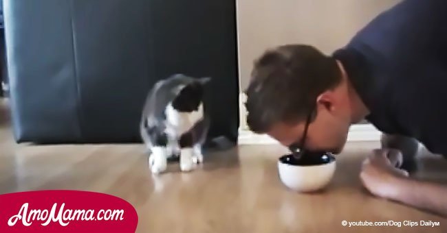 Der Besitzer versucht, aus dem Napf seiner Katze zu „essen“ und die Reaktion der Katze ist sehr lustig