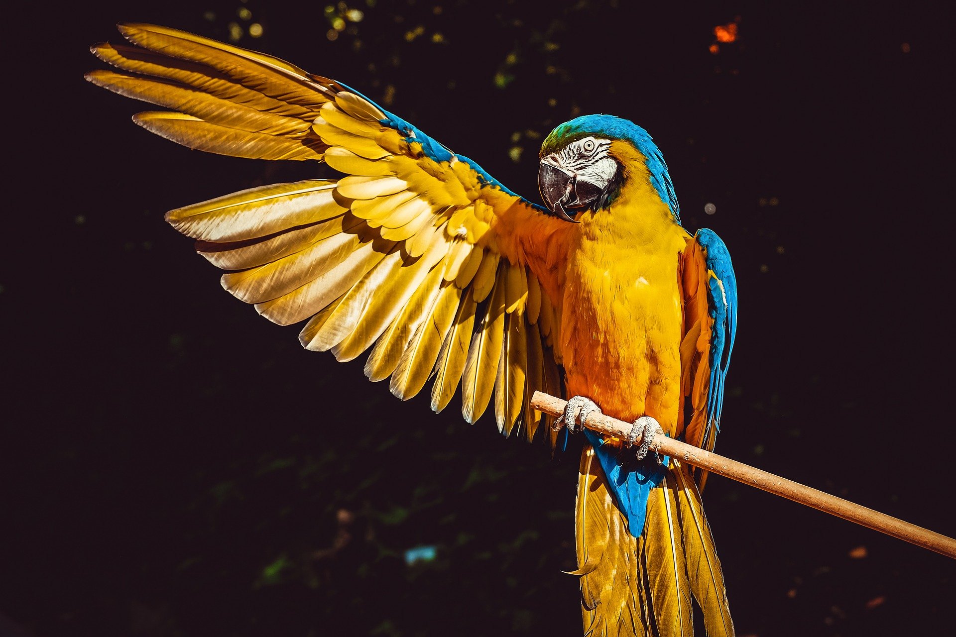 Ein Porträtbild eines blau-goldenen Aras. | Quelle: Pixabay