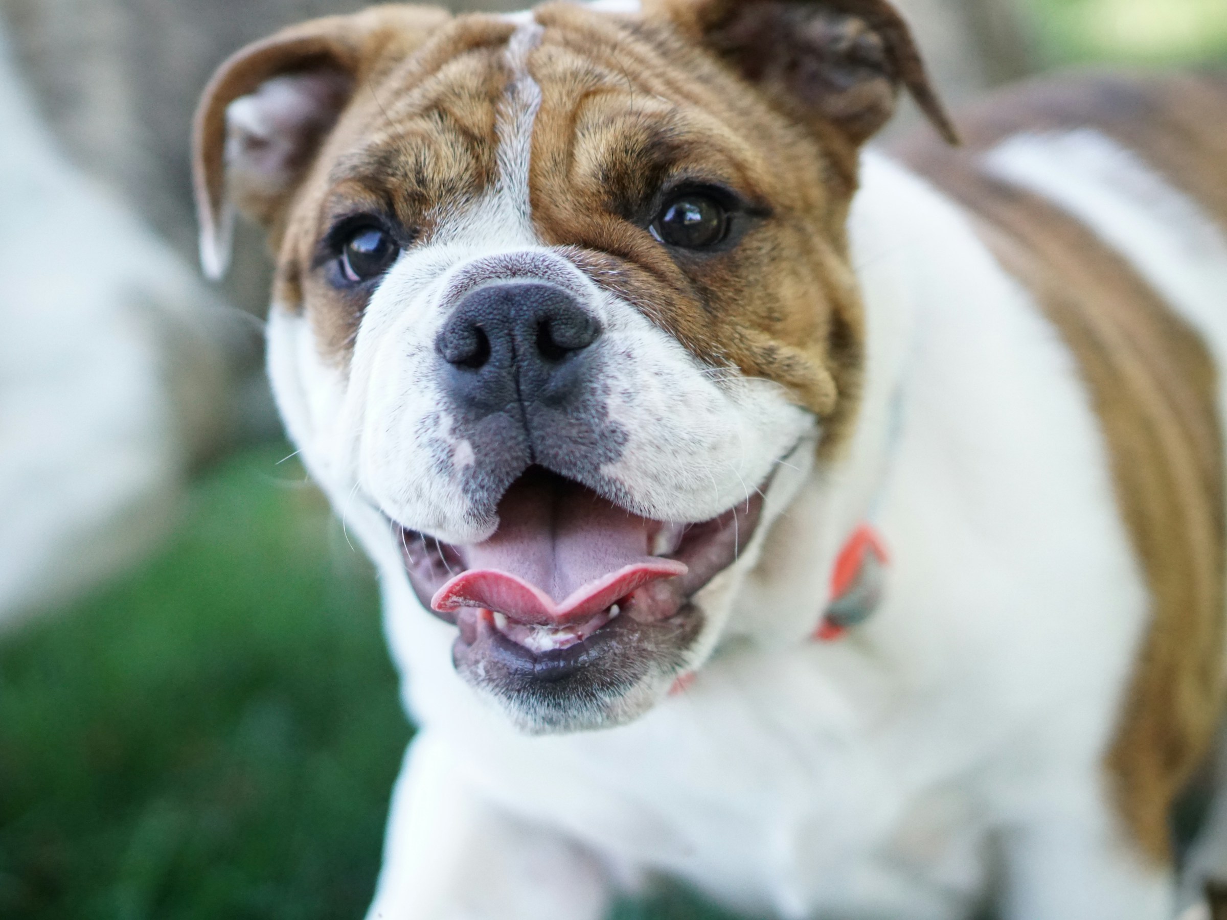 Nahaufnahme einer süßen Bulldogge | Quelle: Unsplash