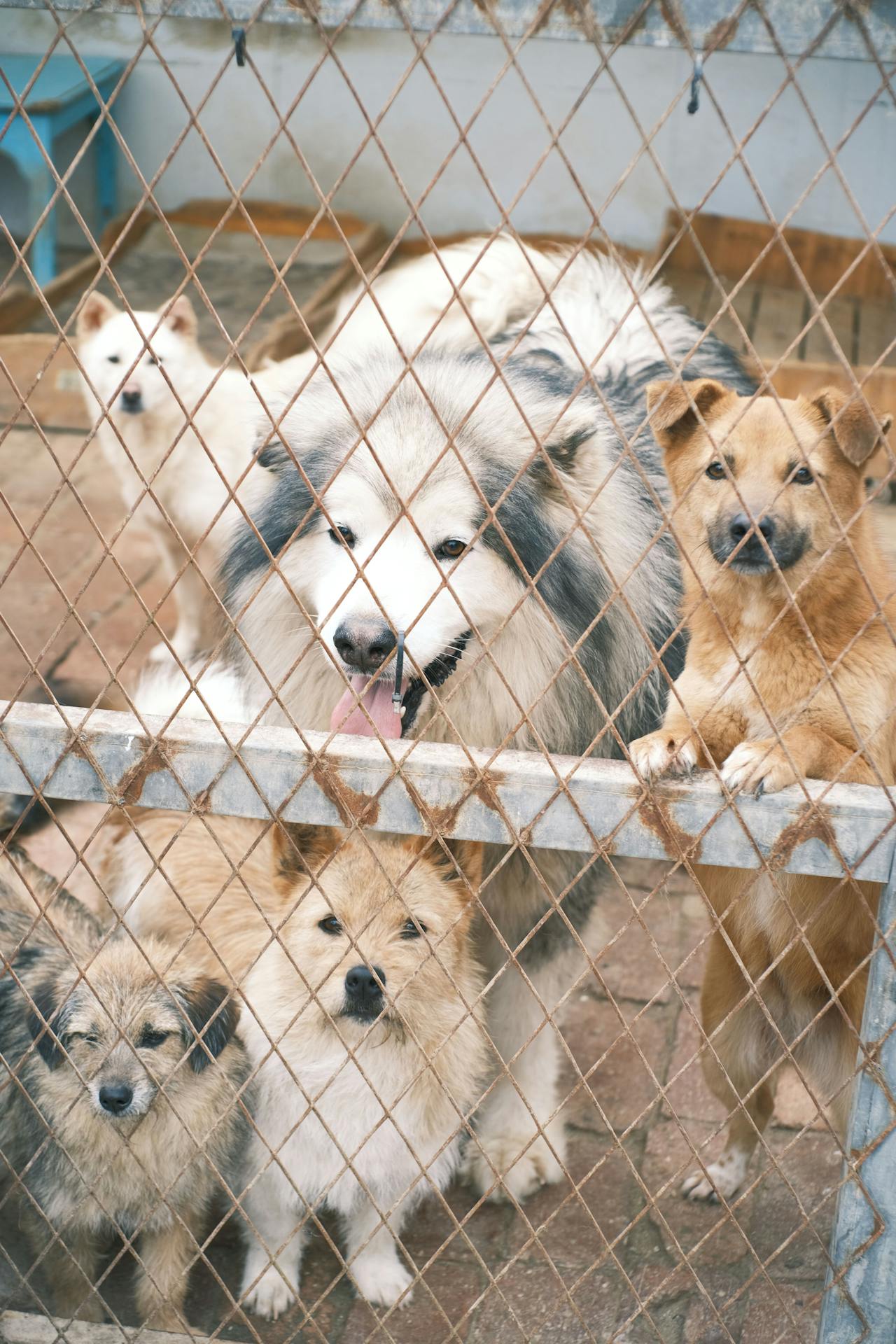 Hunde in einem Tierheim | Quelle: Pexels