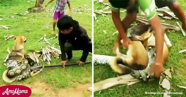 Ein schockierender Moment: Die Kinder kämpfen gegen eine riesige Schlange, um ihren Hund zu retten