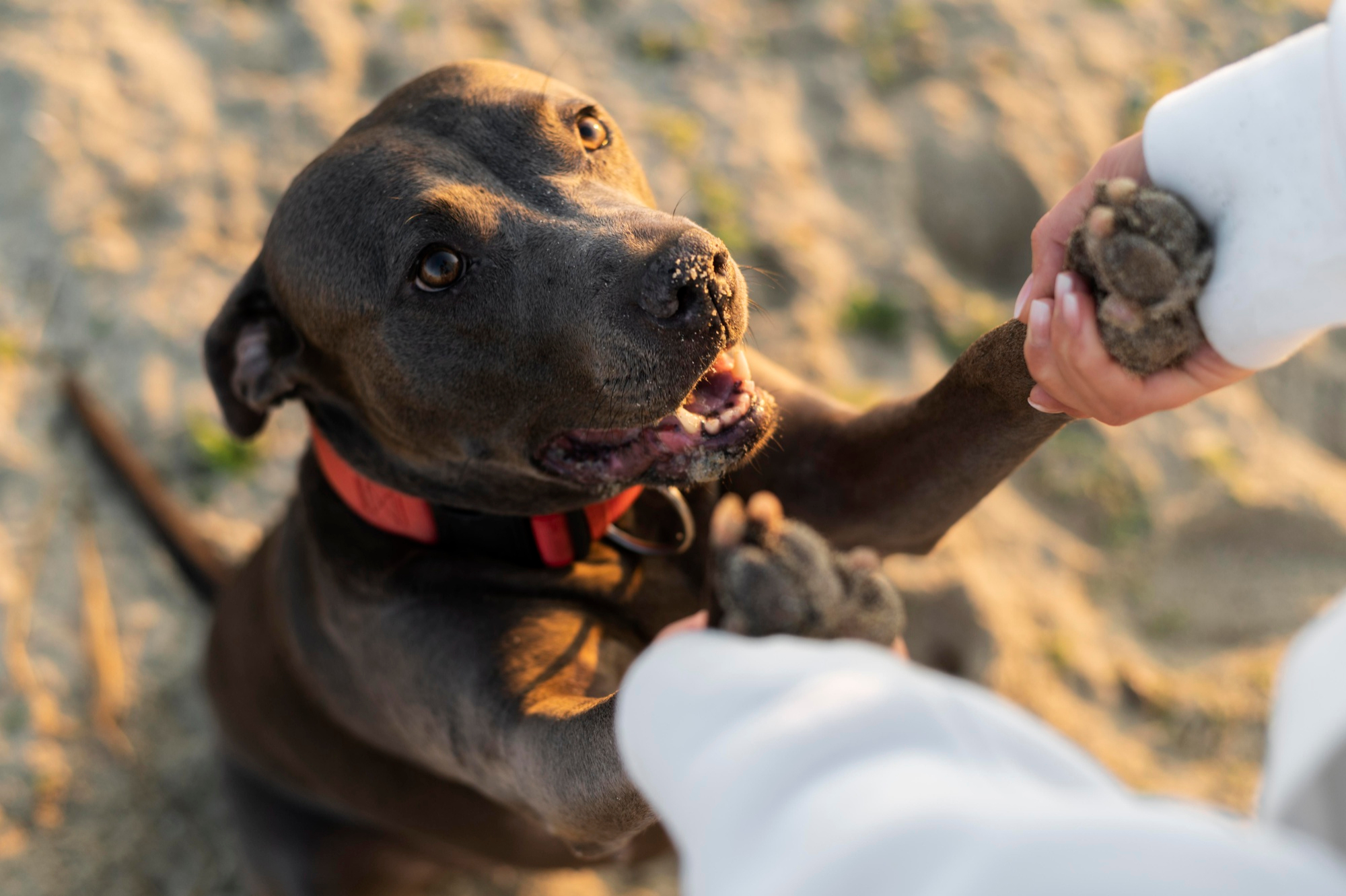 Ein treuer Hund mit seinem Menschen | Quelle: Freepik