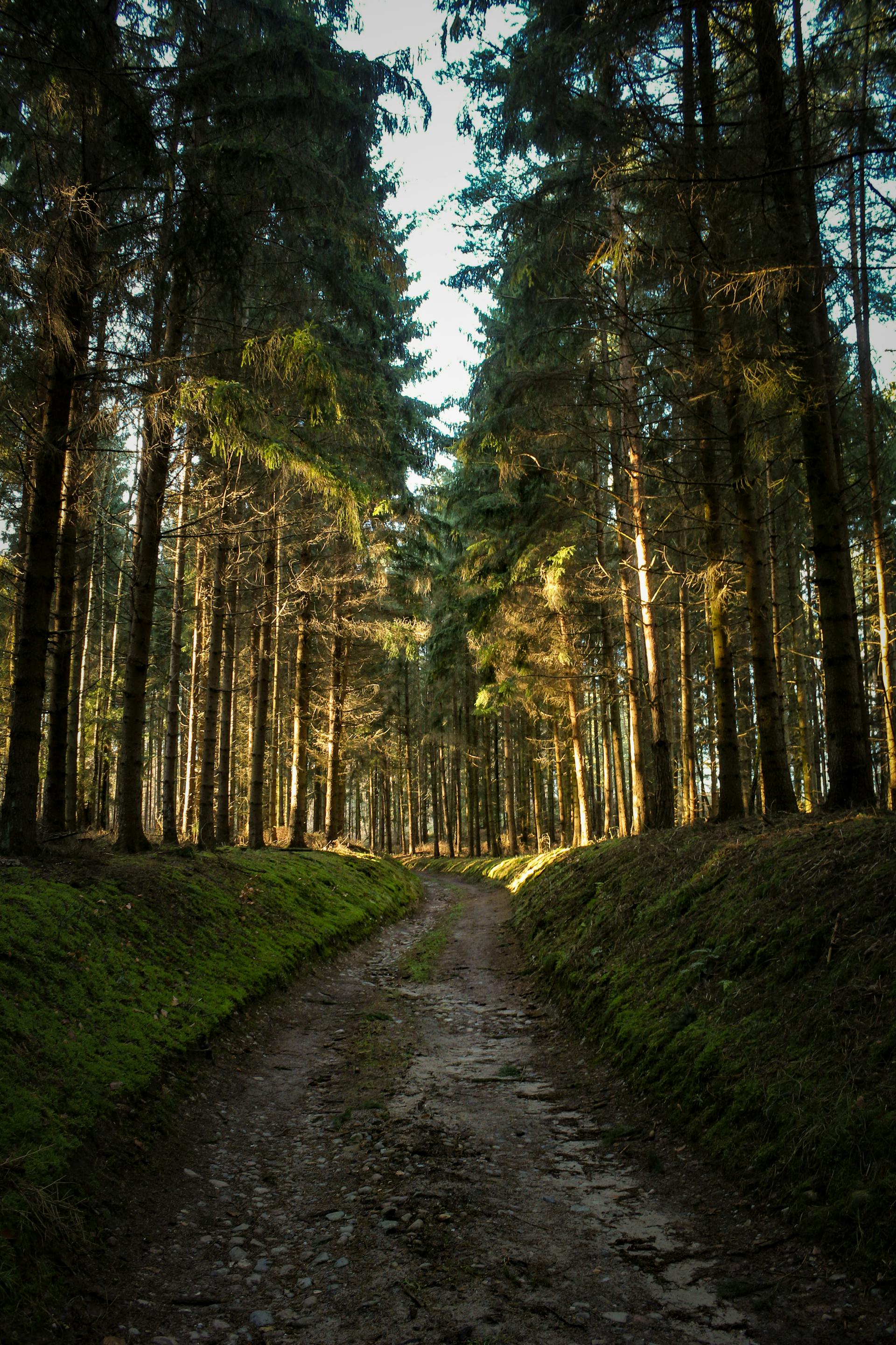 Ein unbefestigter Weg durch einen Wald | Quelle: Pexels