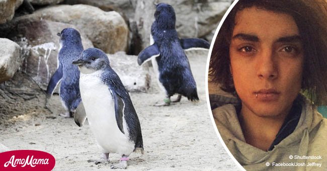 Ein Mann, der neun Fairy-Pinguine tötete, entkommt Gefängnisstrafe