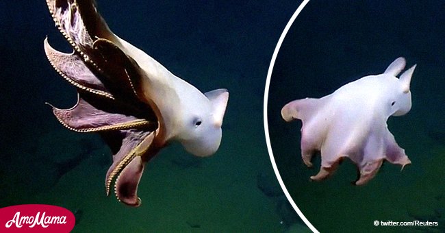 Ein seltener “Dumbo”-Oktopus von den Wissenschaftlern gesichtet (Video)