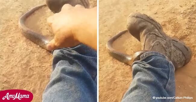 Poisonous snake climbs up man's leg. He turns on camera to show these terrifying footage