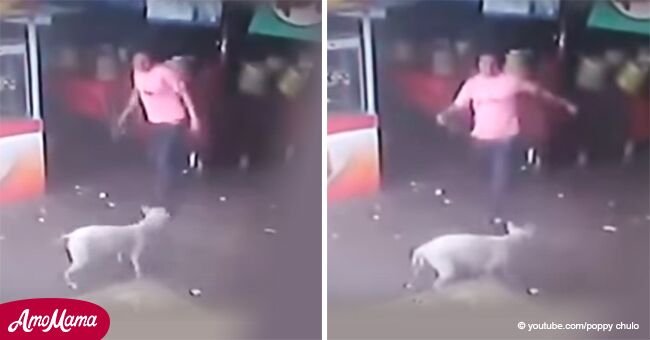 Eine versteckte Kamera hält den Moment fest, in dem ein Mann einen hilflosen Hund angreifen möchte, aber plötzlich selbst einen „Schlag“ nimmt