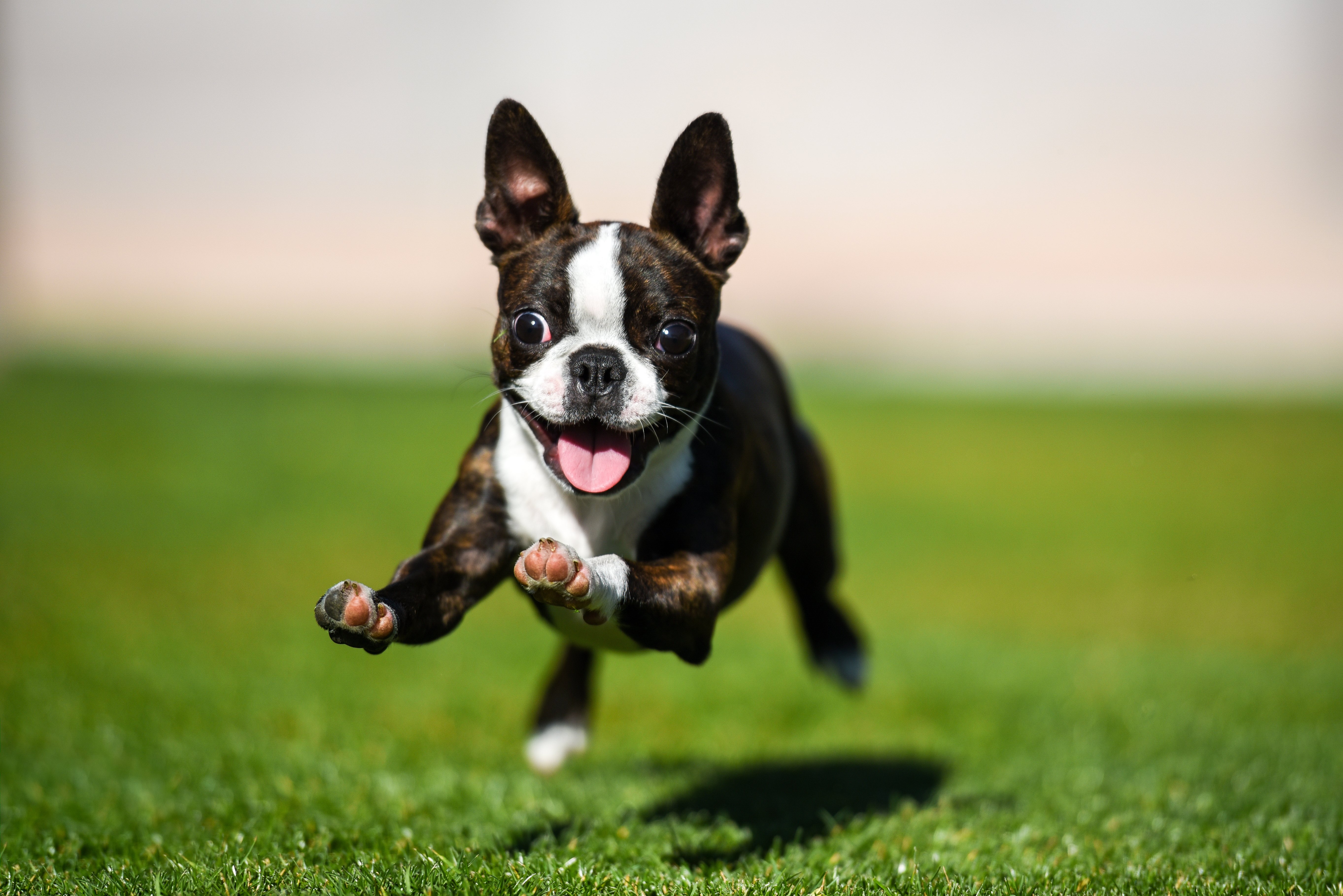 Boston Terrier Welpe läuft durch den Hof. | Quelle: Shutterstock