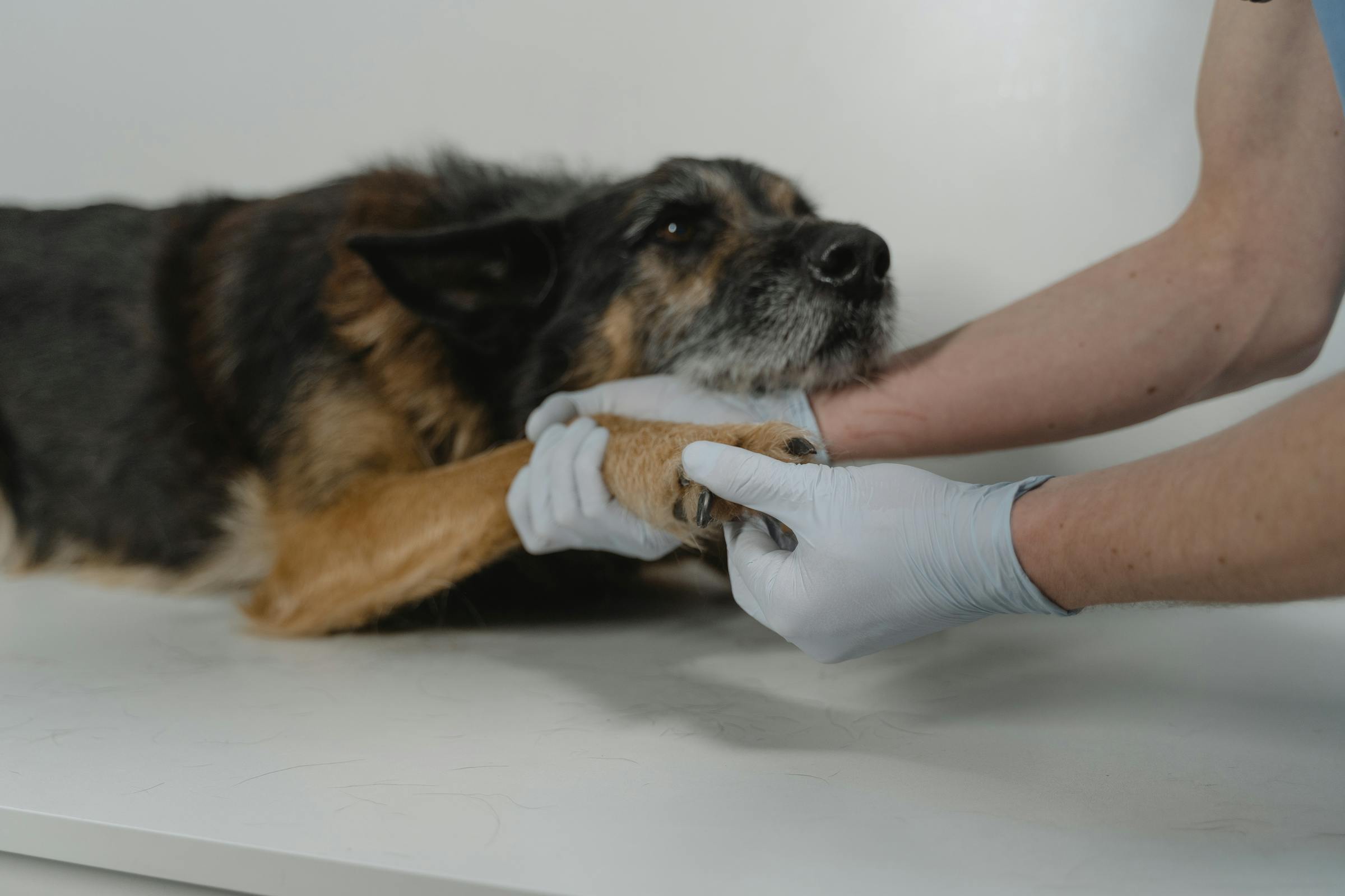 Ein Hund wird von einem Tierarzt untersucht | Quelle: Pexels