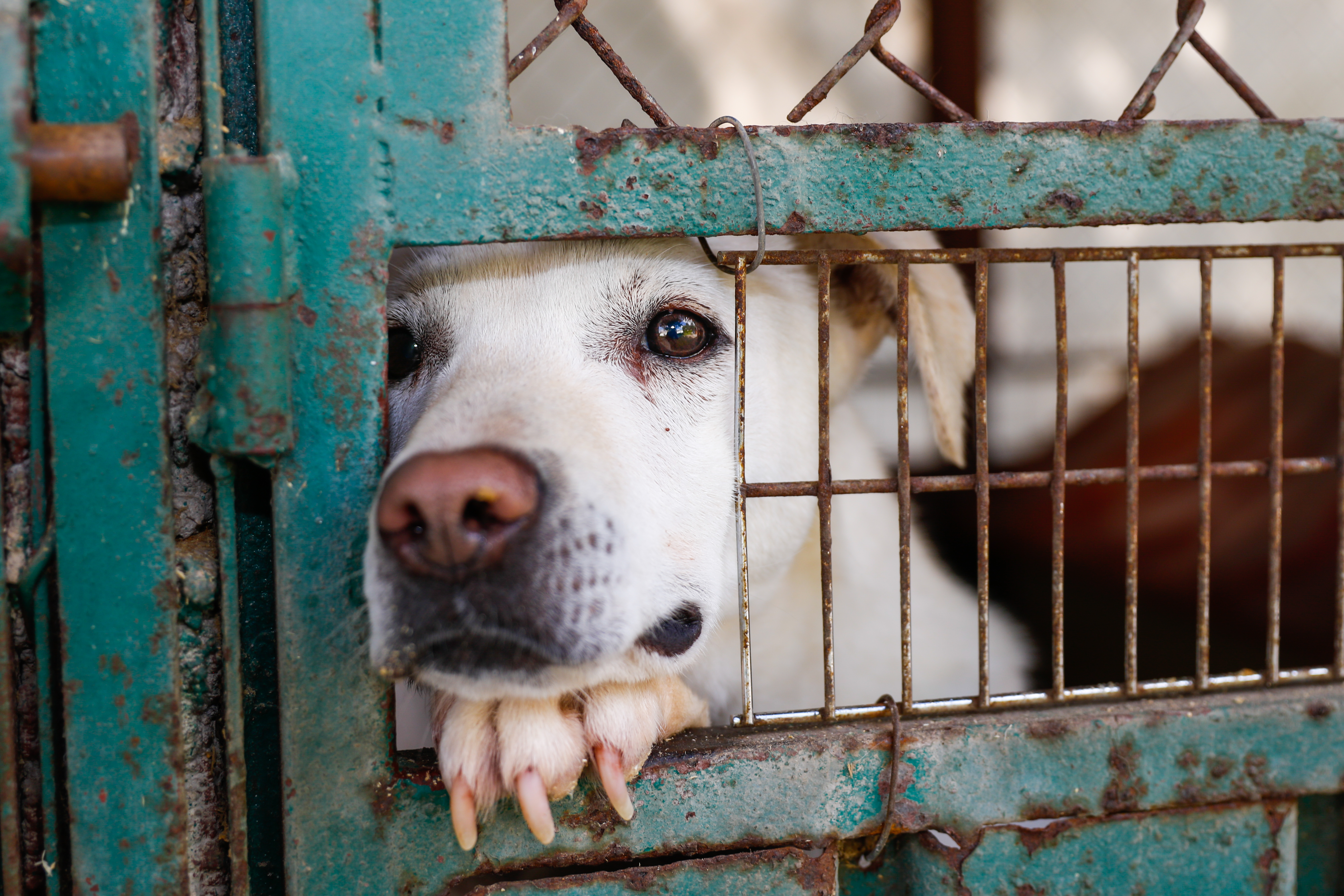 Ein Hund in einem Tierheim | Quelle: Getty Images