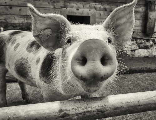 Schwein auf Hof | Quelle: Shutterstock