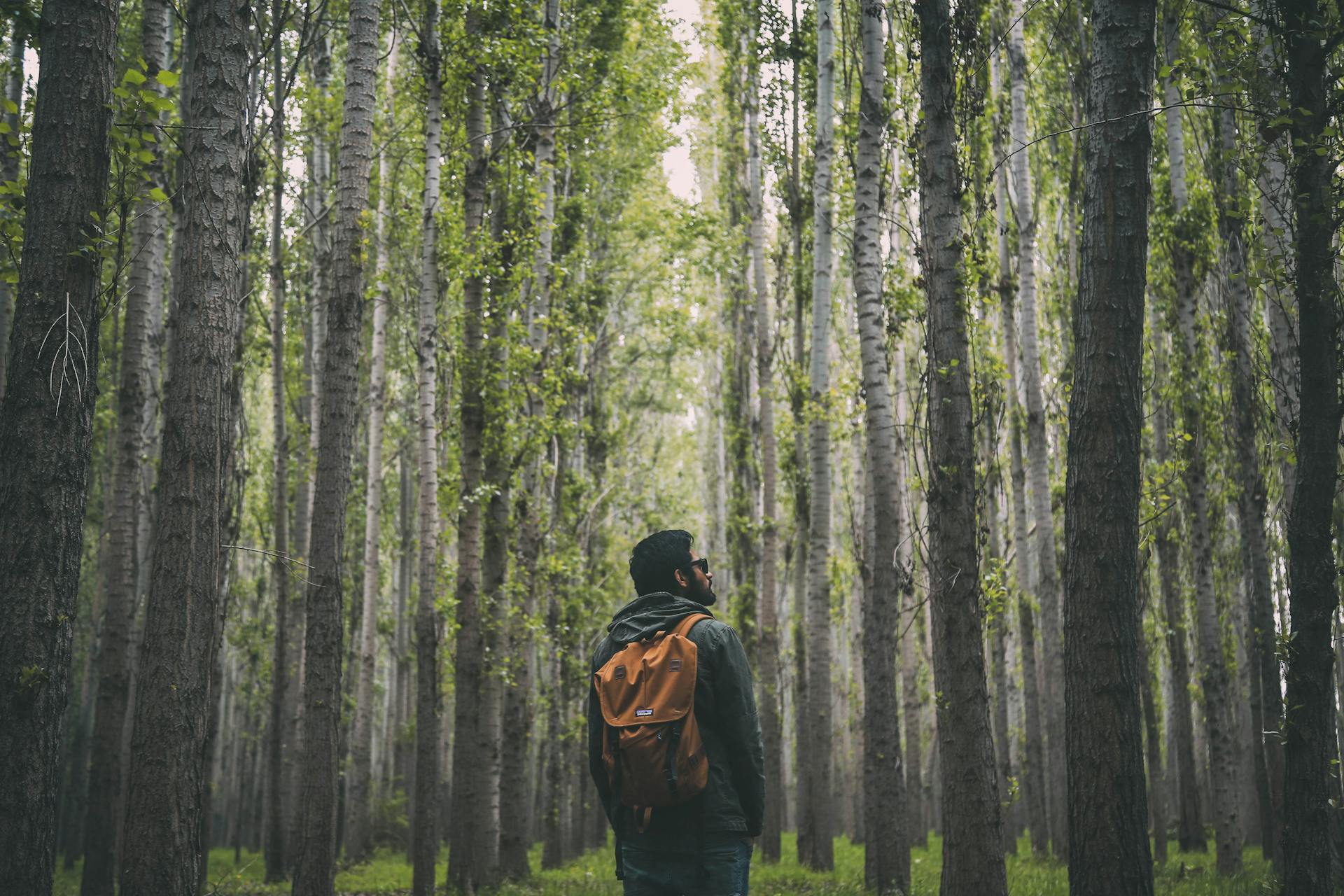 Ein Mann steht in einem Wald | Quelle: Pexels