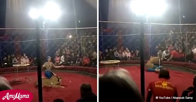 Schrecklicher Moment: Zirkuslöwe überfällt ein kleines Mädchen trotz den Sicherheitsmaßnahmen