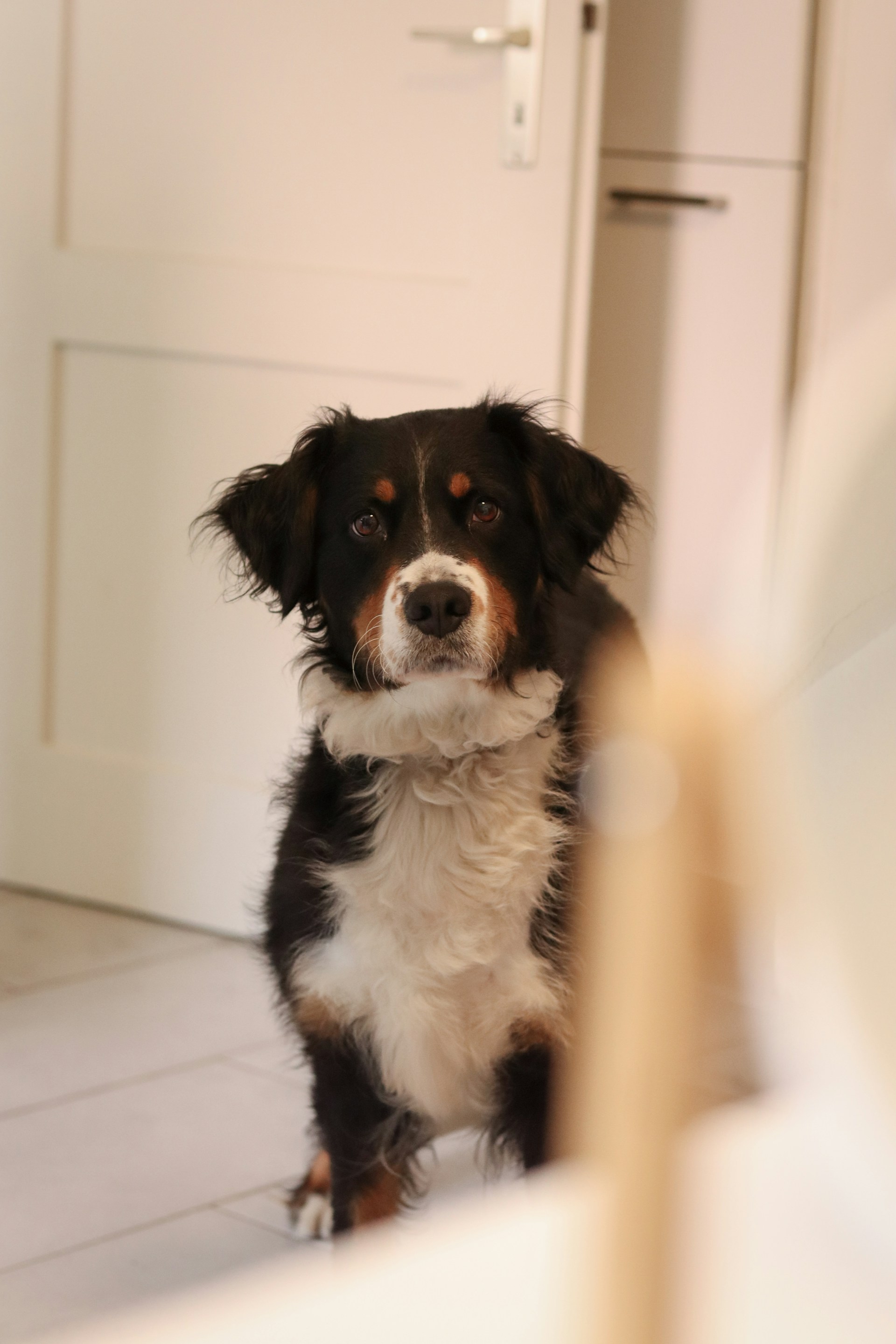 Ein liebenswerter Hund in einem Zimmer | Quelle: Unsplash