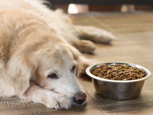Alter Hund liegt neben seinem Futternapf | Quelle: Shutterstock