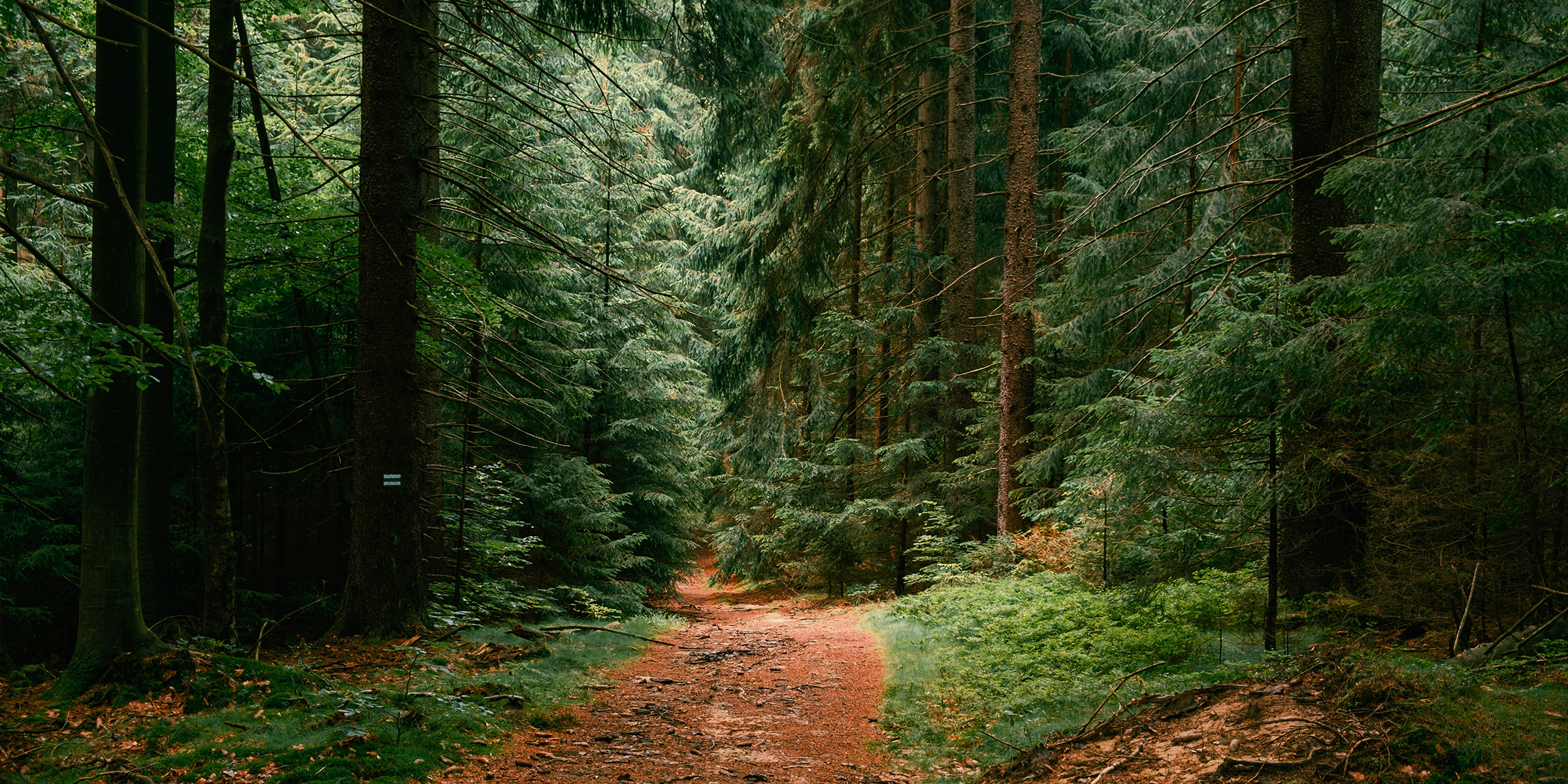 Ein Pfad im Wald | Quelle: Shutterstock