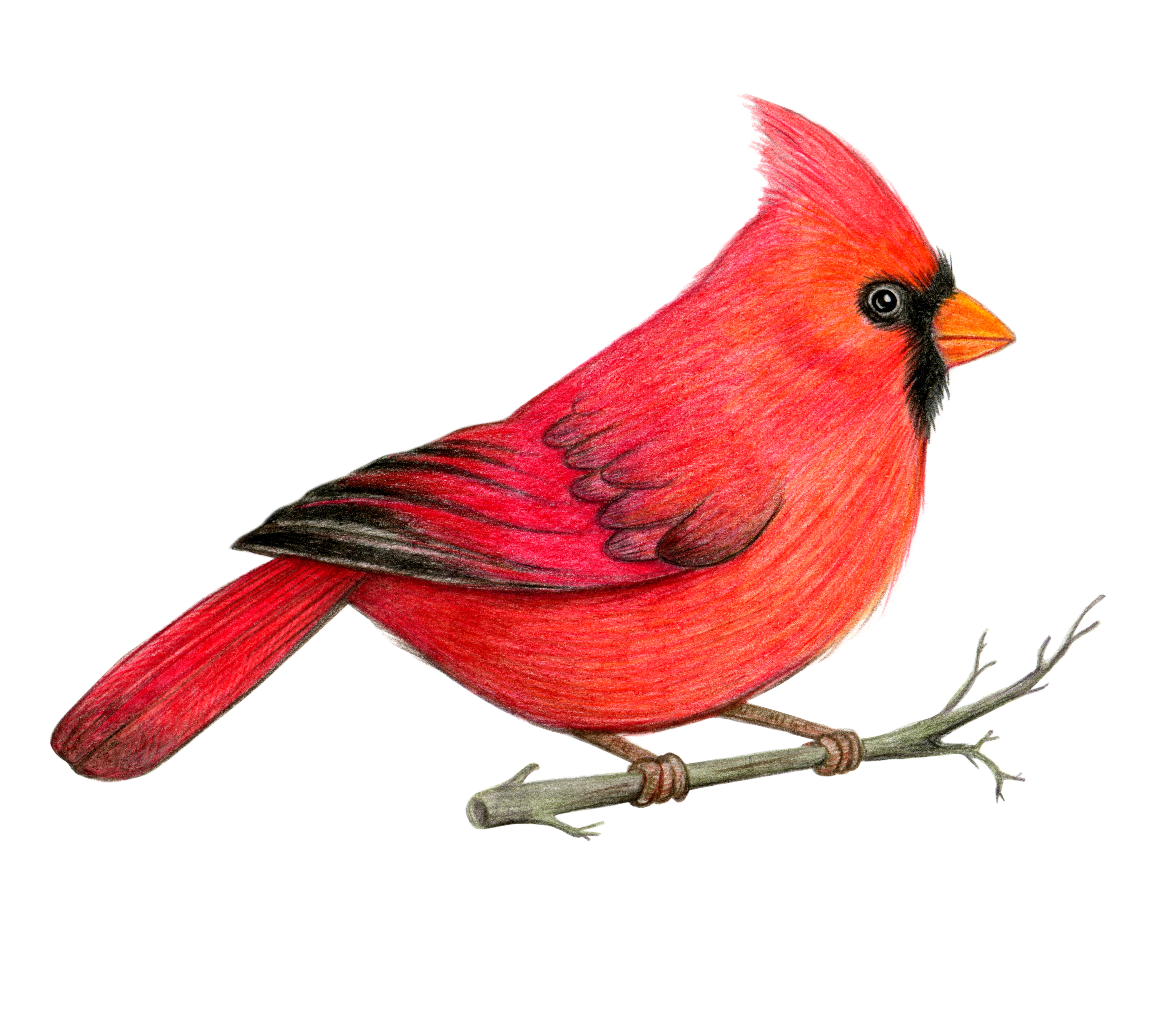 Roter Kardinalvogel handgezeichnete Illustration. Nördlicher Kardinalvogel. Buntstiftzeichnung. Farbige Skizze. Bunte Illustration | Quelle: Getty Images