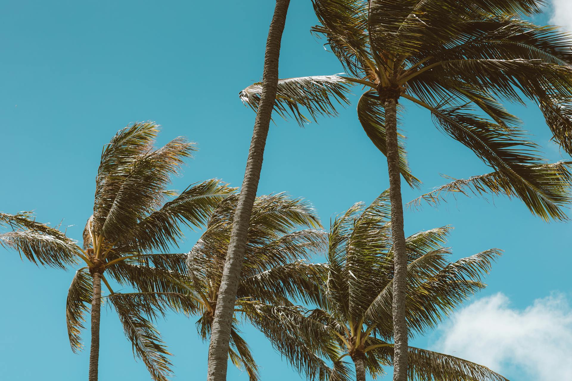 Palmen bei windigem Wetter | Quelle: Pexels