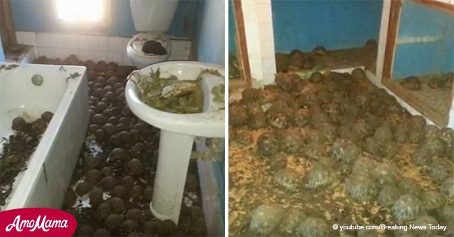 Nachbarn fanden 10000 schmutzige und stinkende 'Bälle' in einem Privathaus. Die 'Bälle' waren lebendig und bewegten sich 