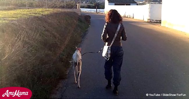 Hund mit gebrochenem Bein führt eine Ärztin zwei Kilometer lang zu ihren Welpen