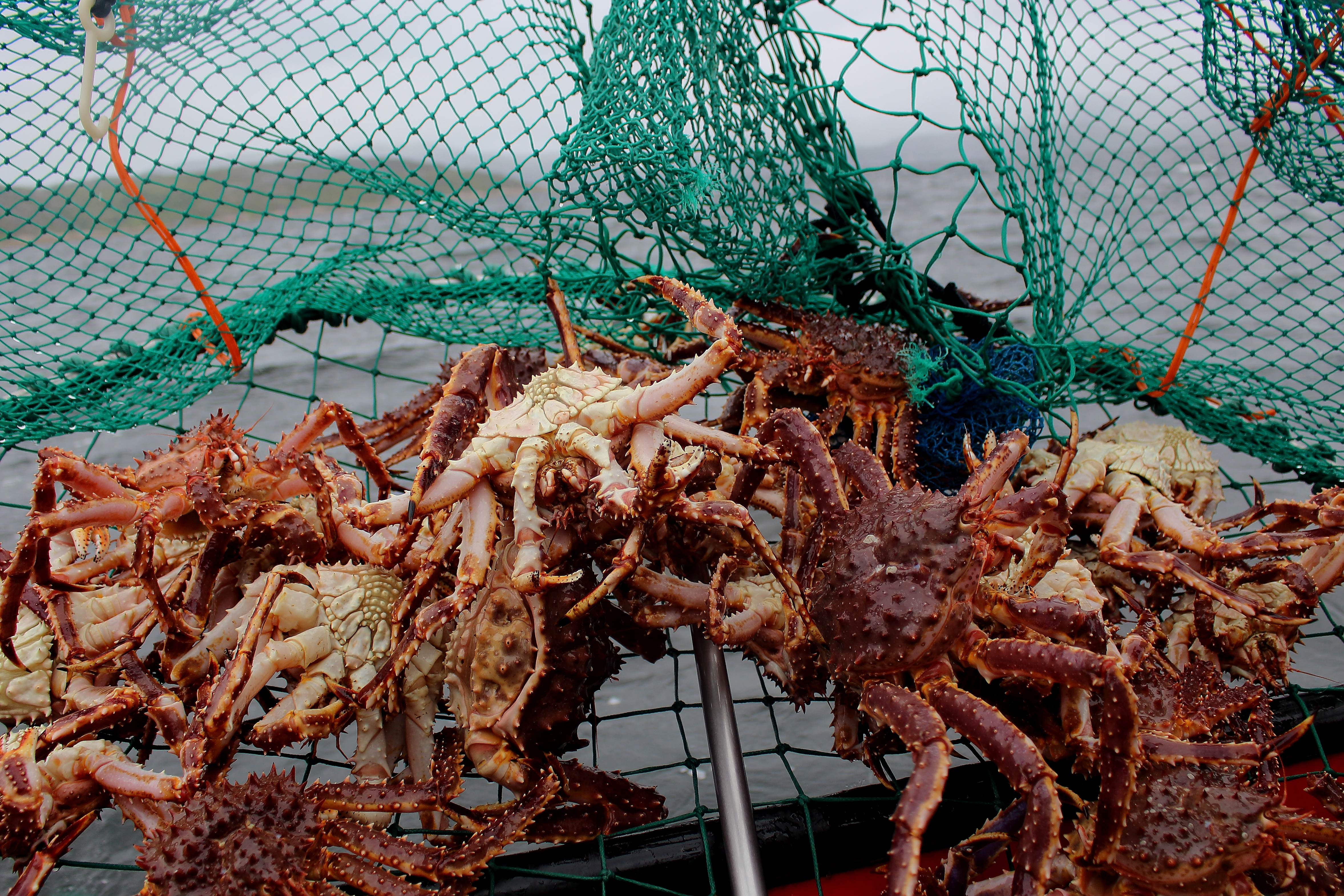 Ein Fischernetz voll mit Königskrabben. | Quelle: Shutterstock