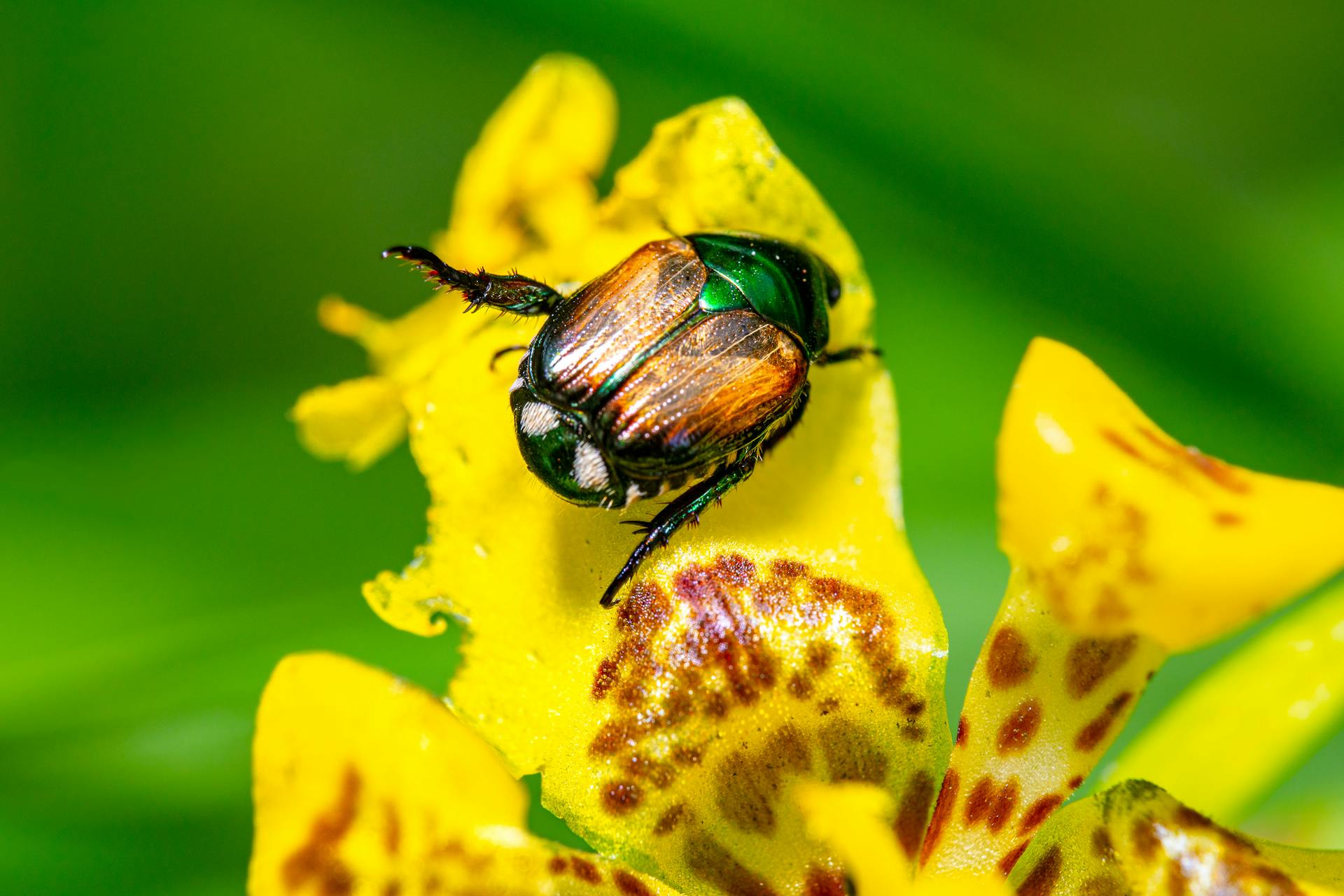 Ein Käfer auf einer Blume | Quelle: Pexels